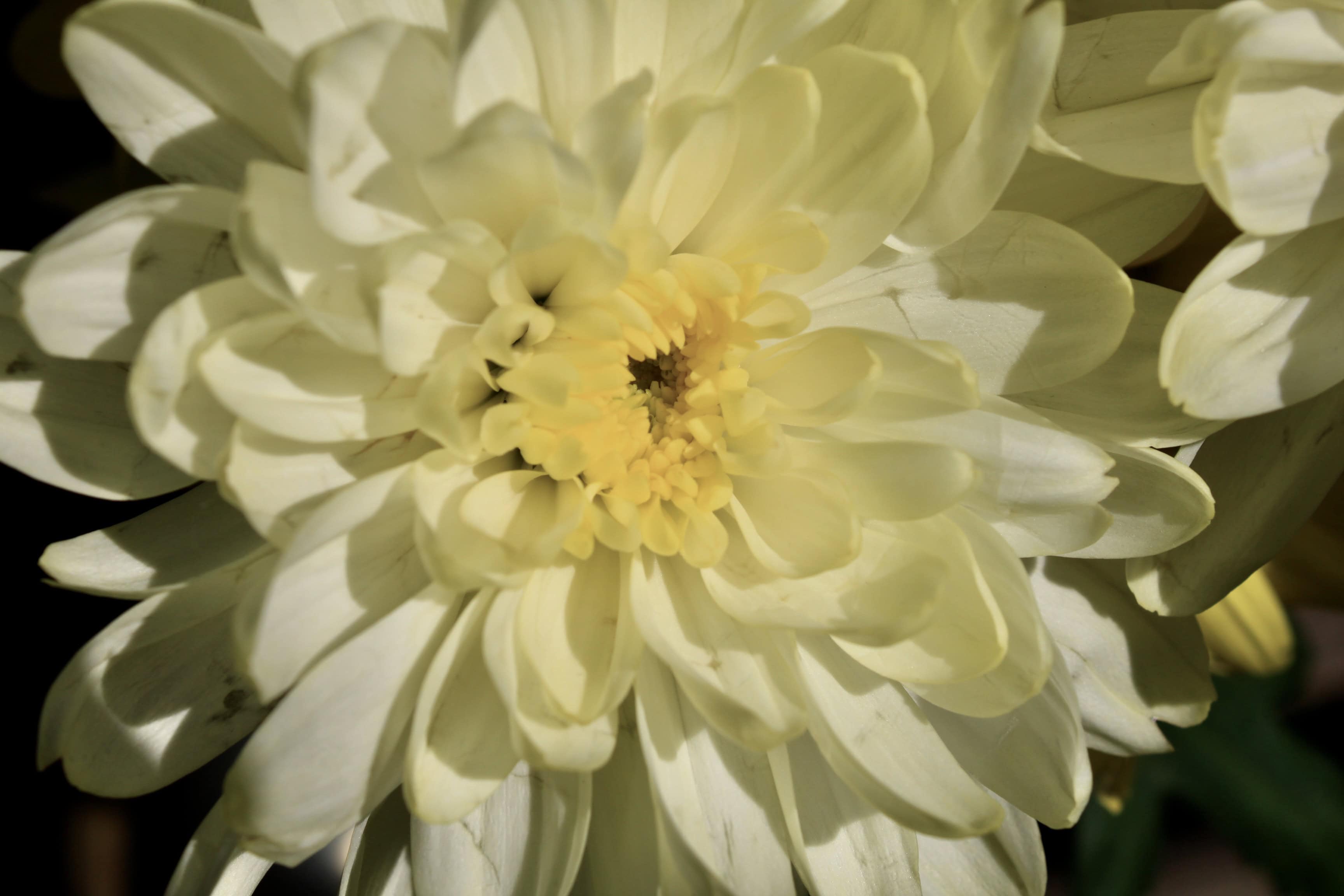 Pale Yellow Chrysanths — FOTD Nov 24