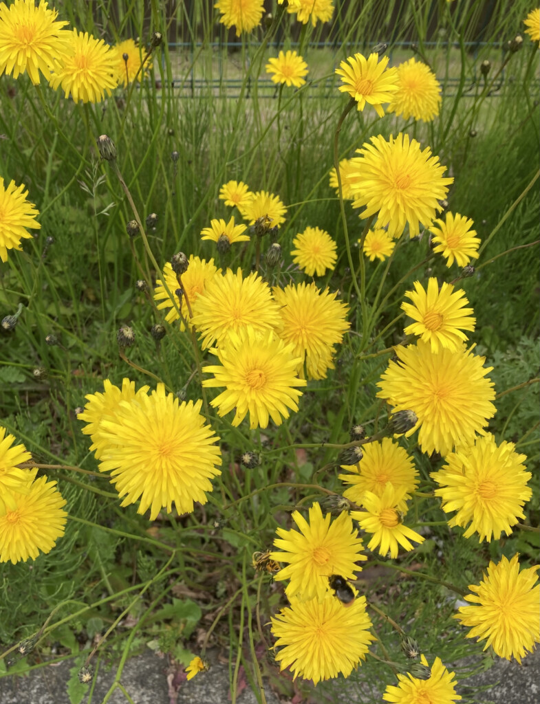 false dandelions