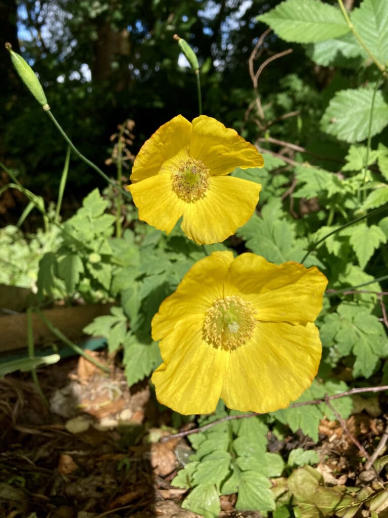 yellow welsh poppy