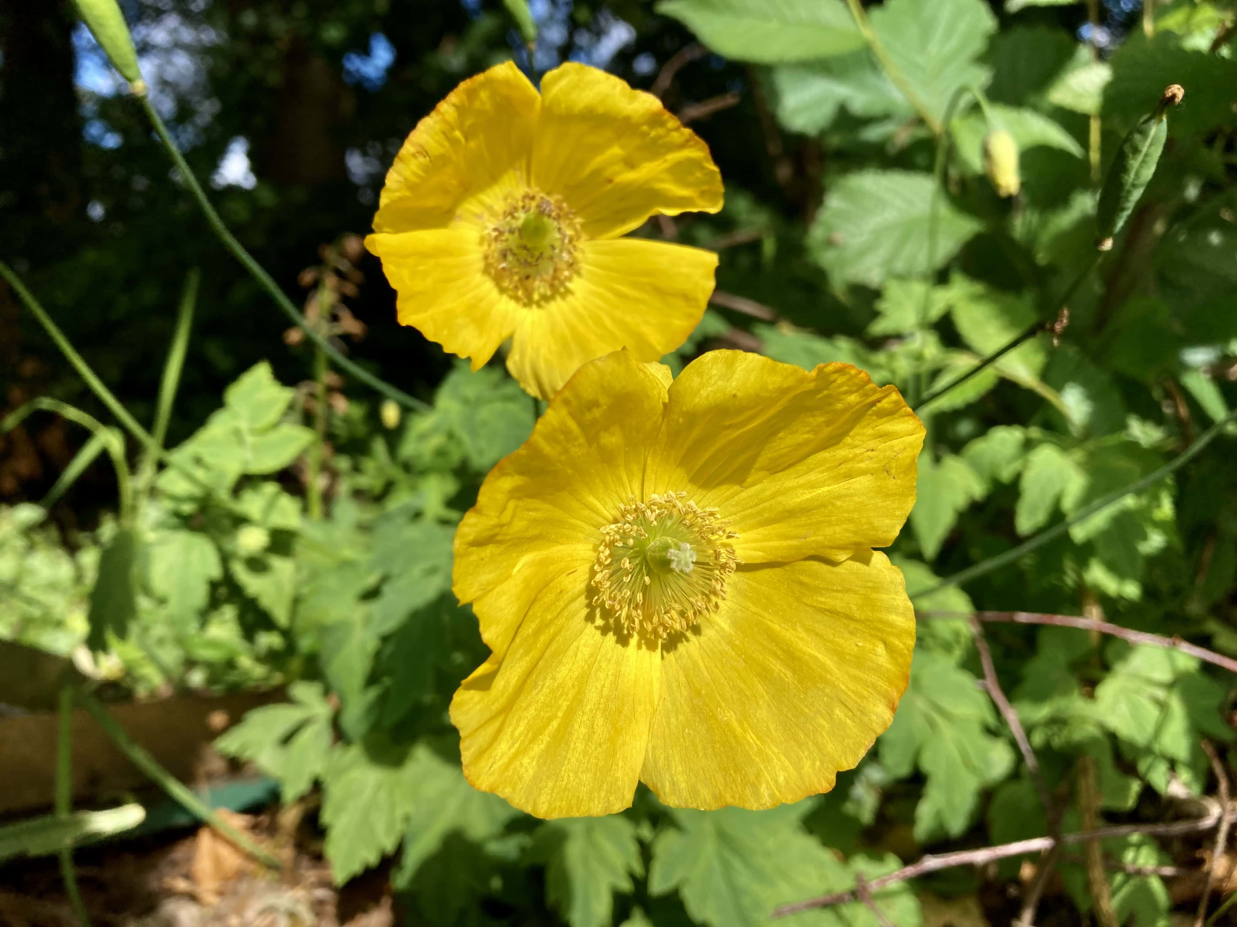 Yellow Welsh Poppy — FOTD Nov 30