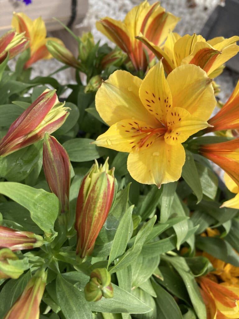 Yellow alstroemeria