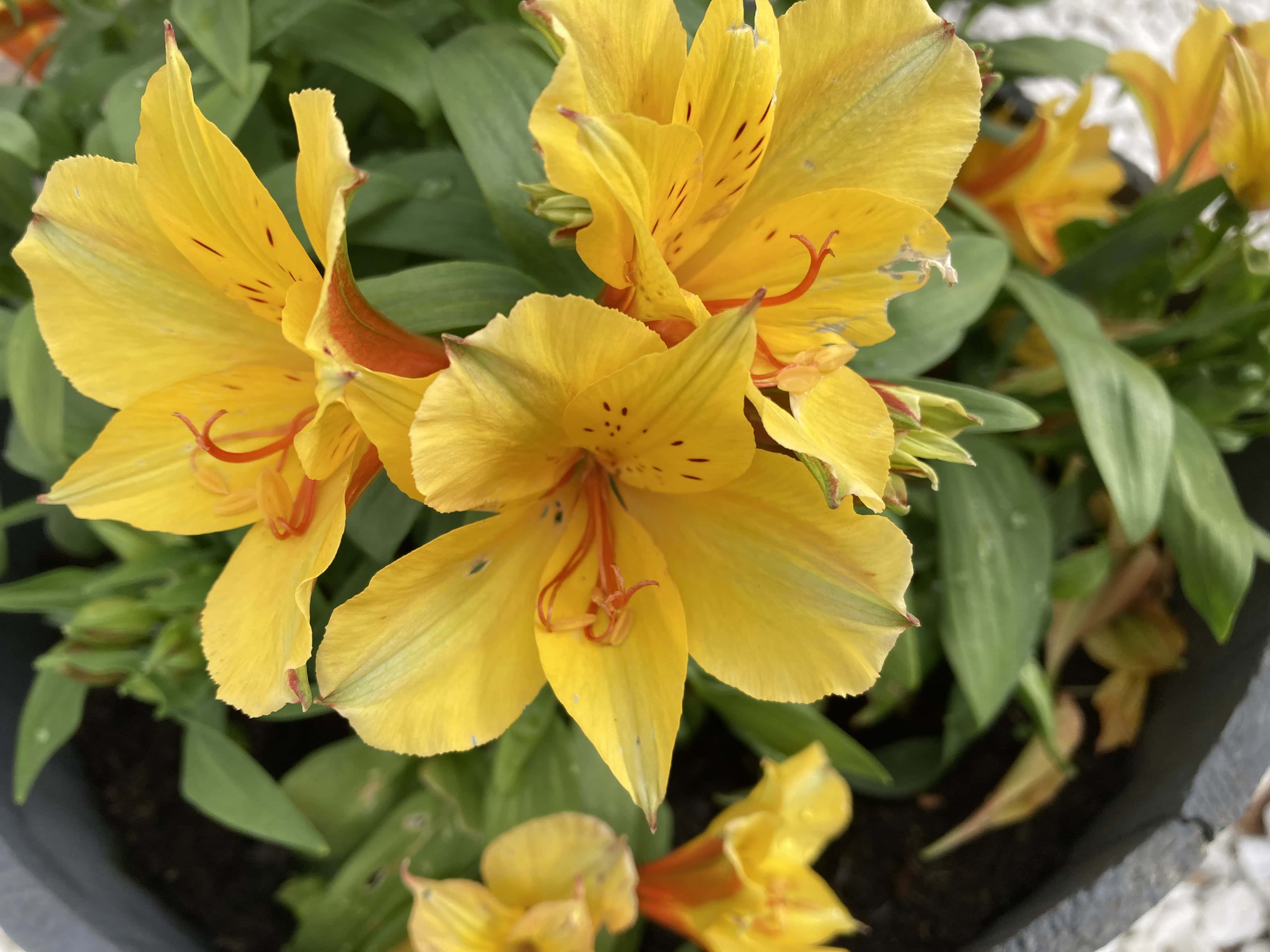 Yellow Alstroemeria — FOTD Nov 29