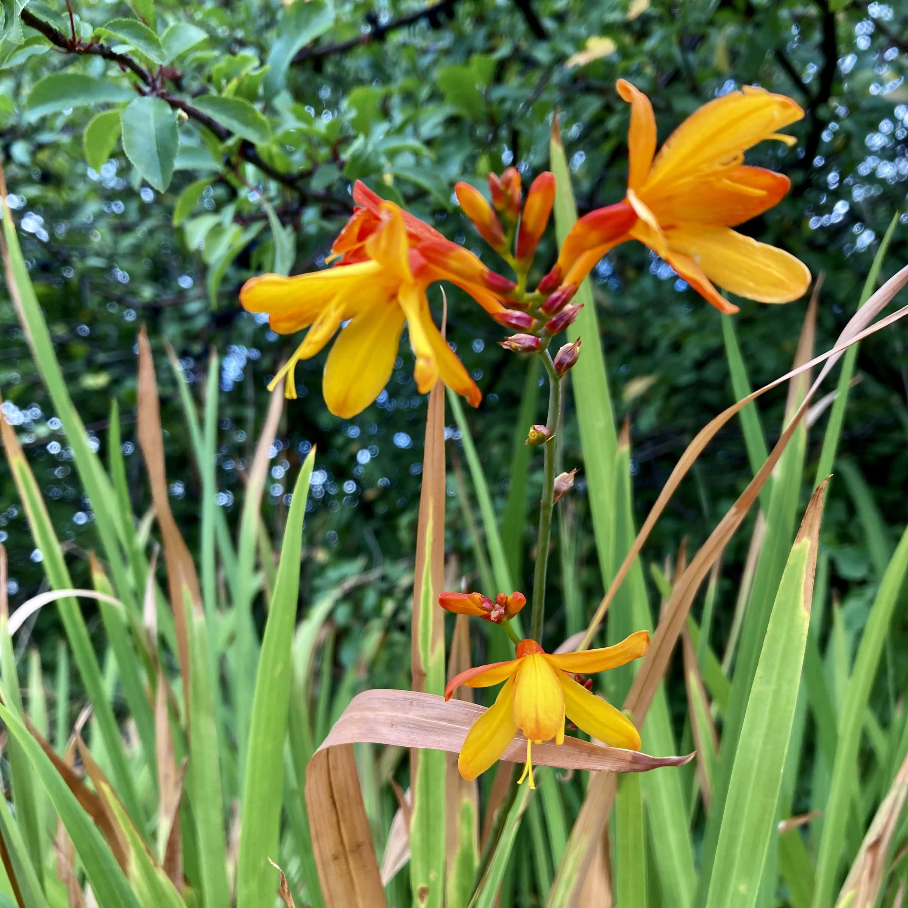 Montbretia — FOTD Nov 13