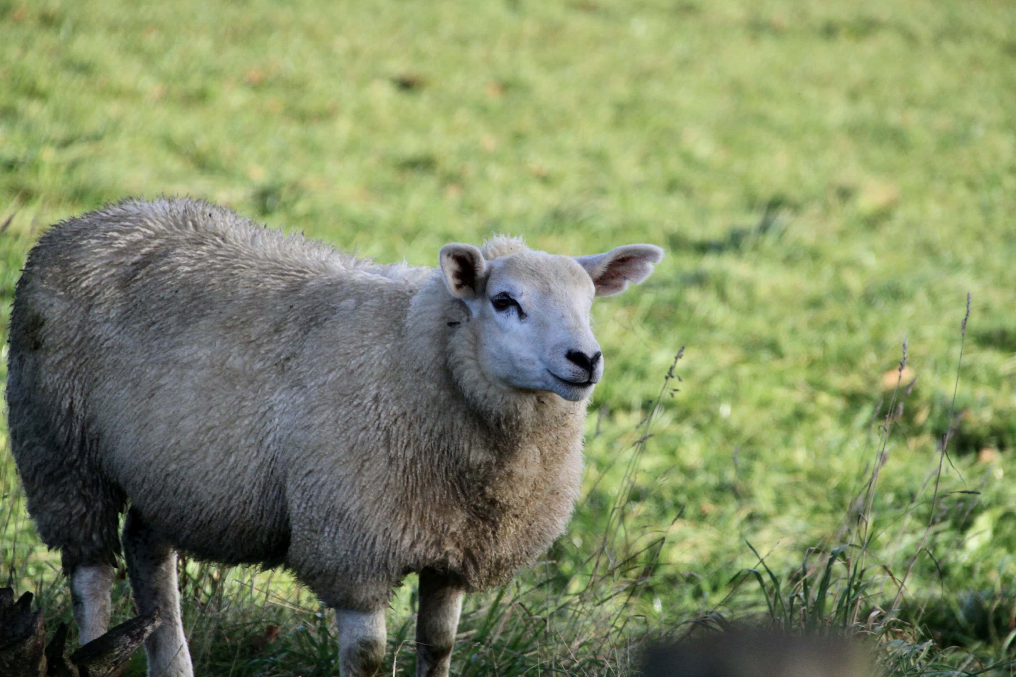 Sheep — Monday Portrait Dec 12