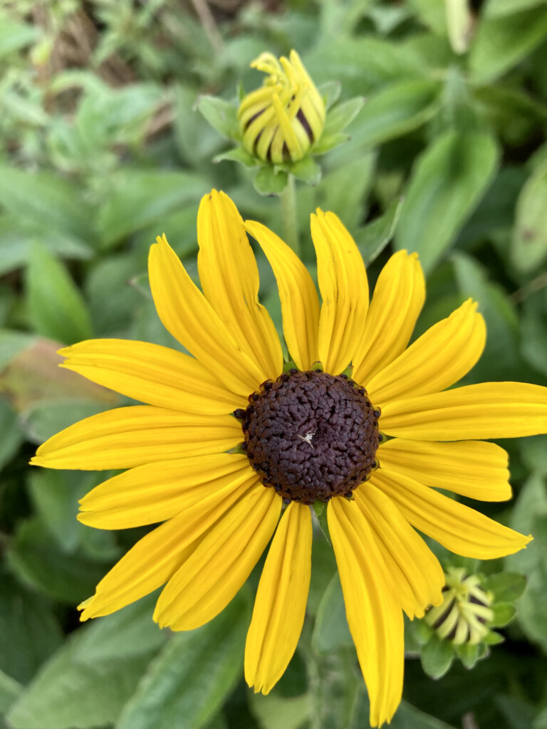 black-eyed susan