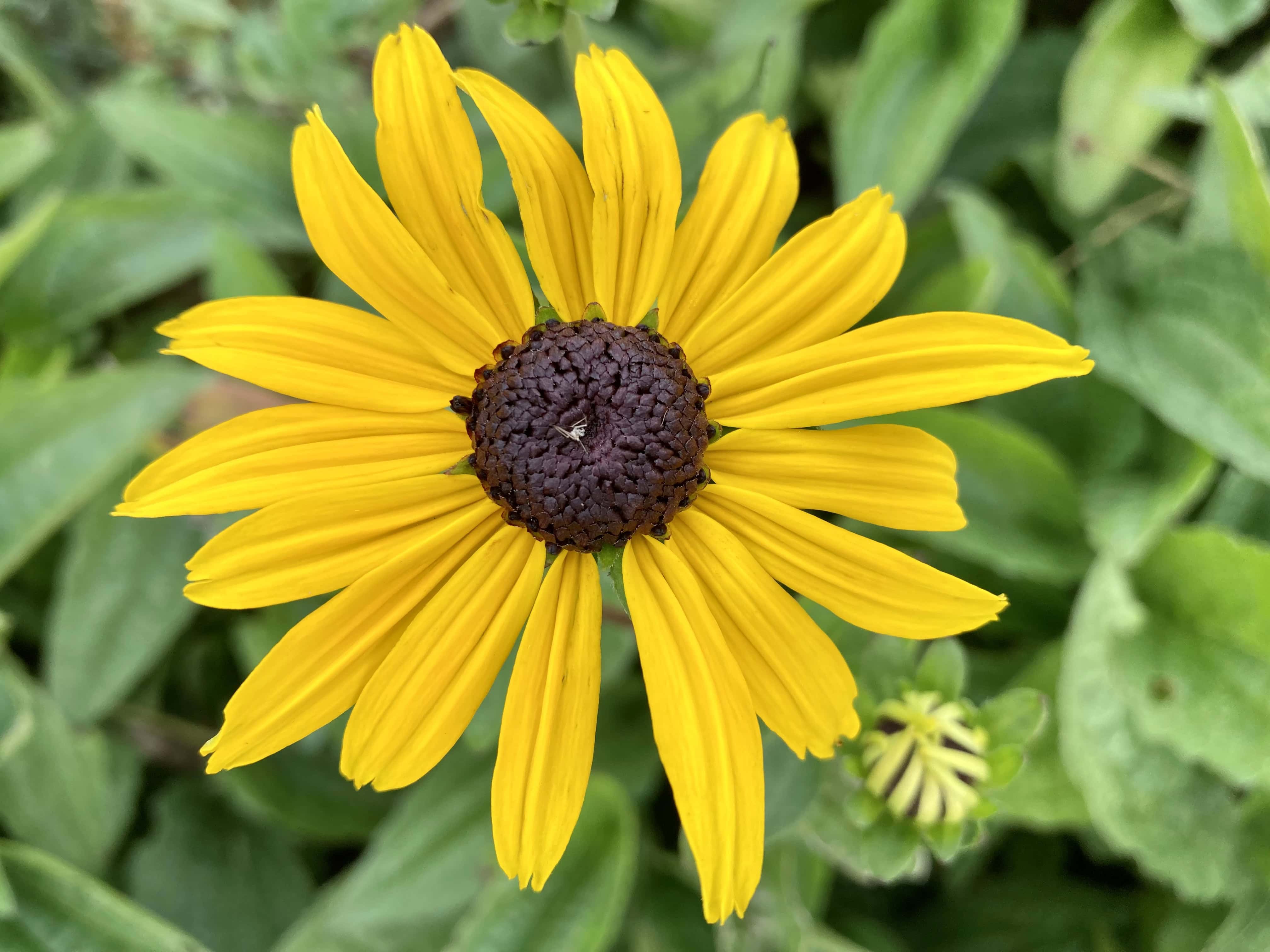 Black-Eyed Susan — FOTD Nov 16
