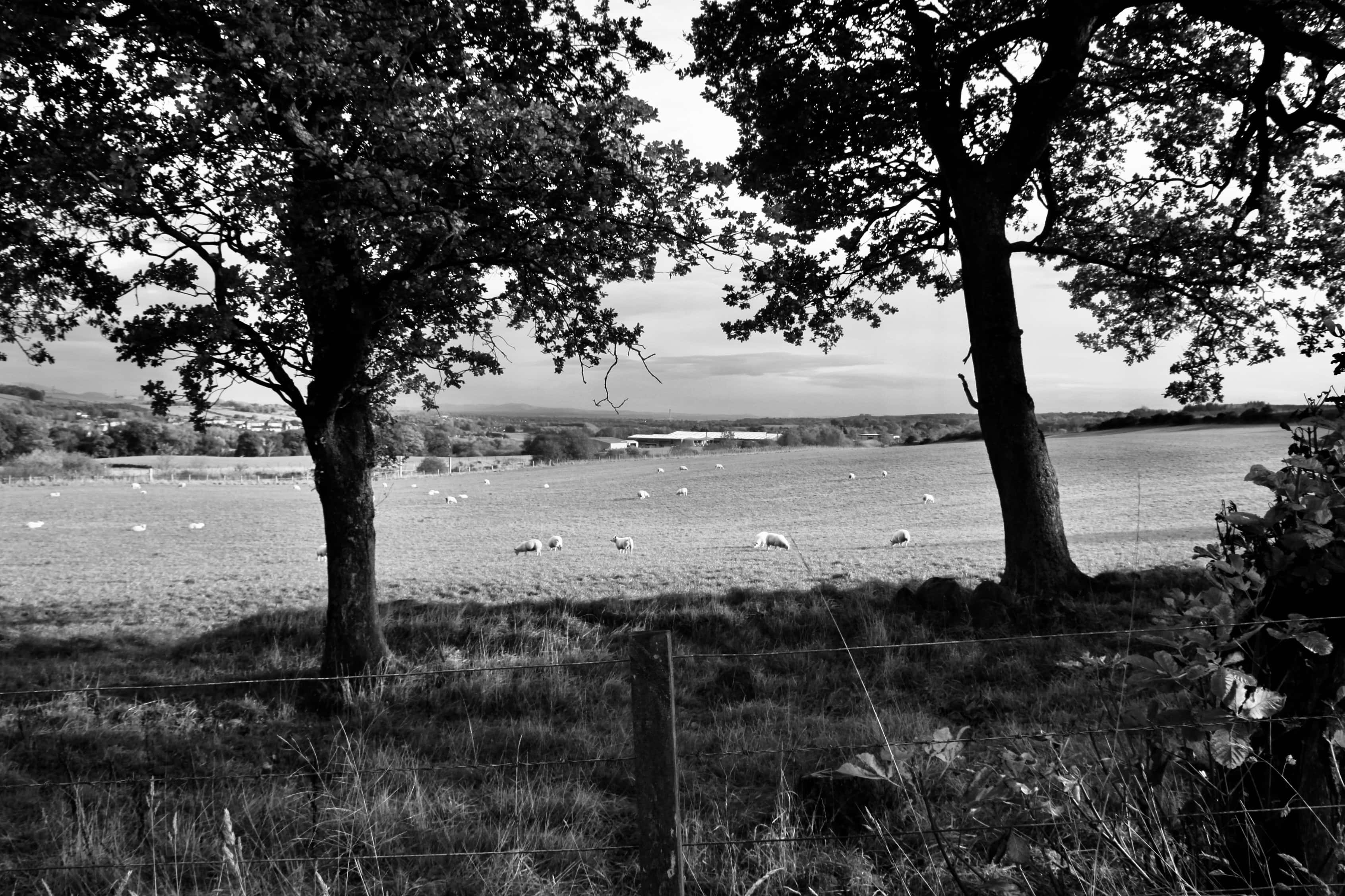 Monochrome Landscape — Mid-Week Monochrome #115