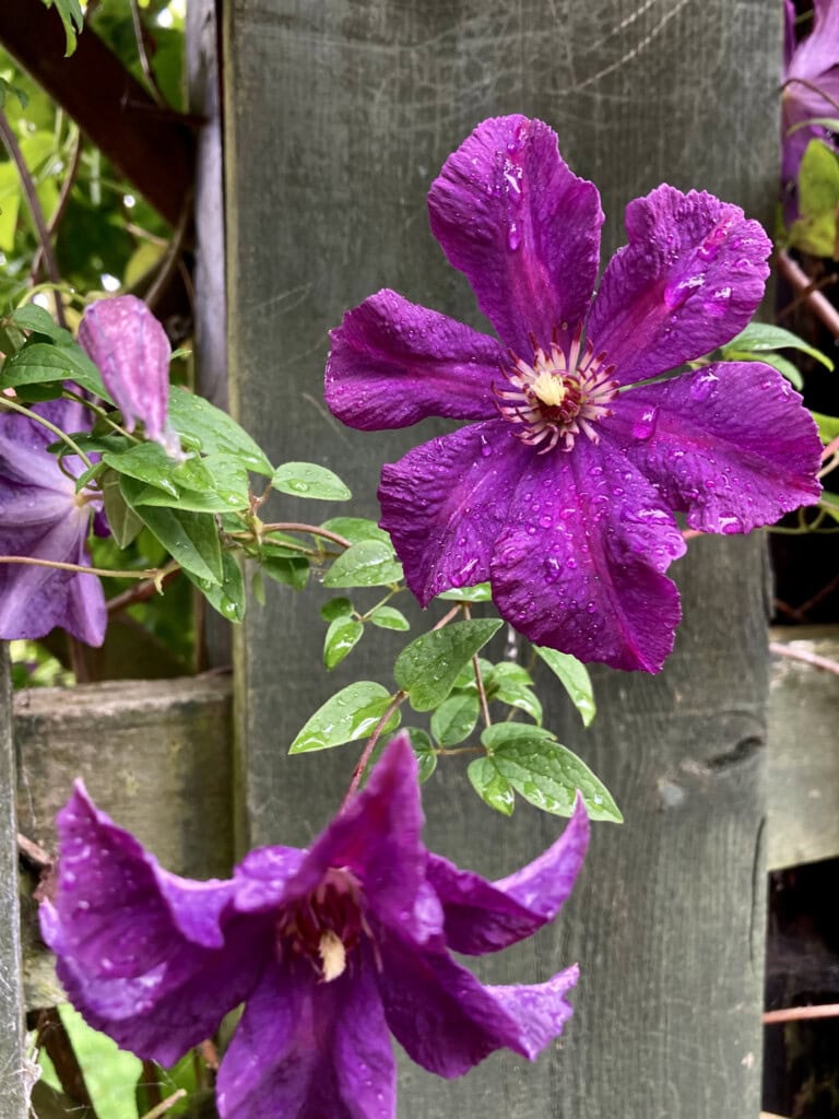 Clematis