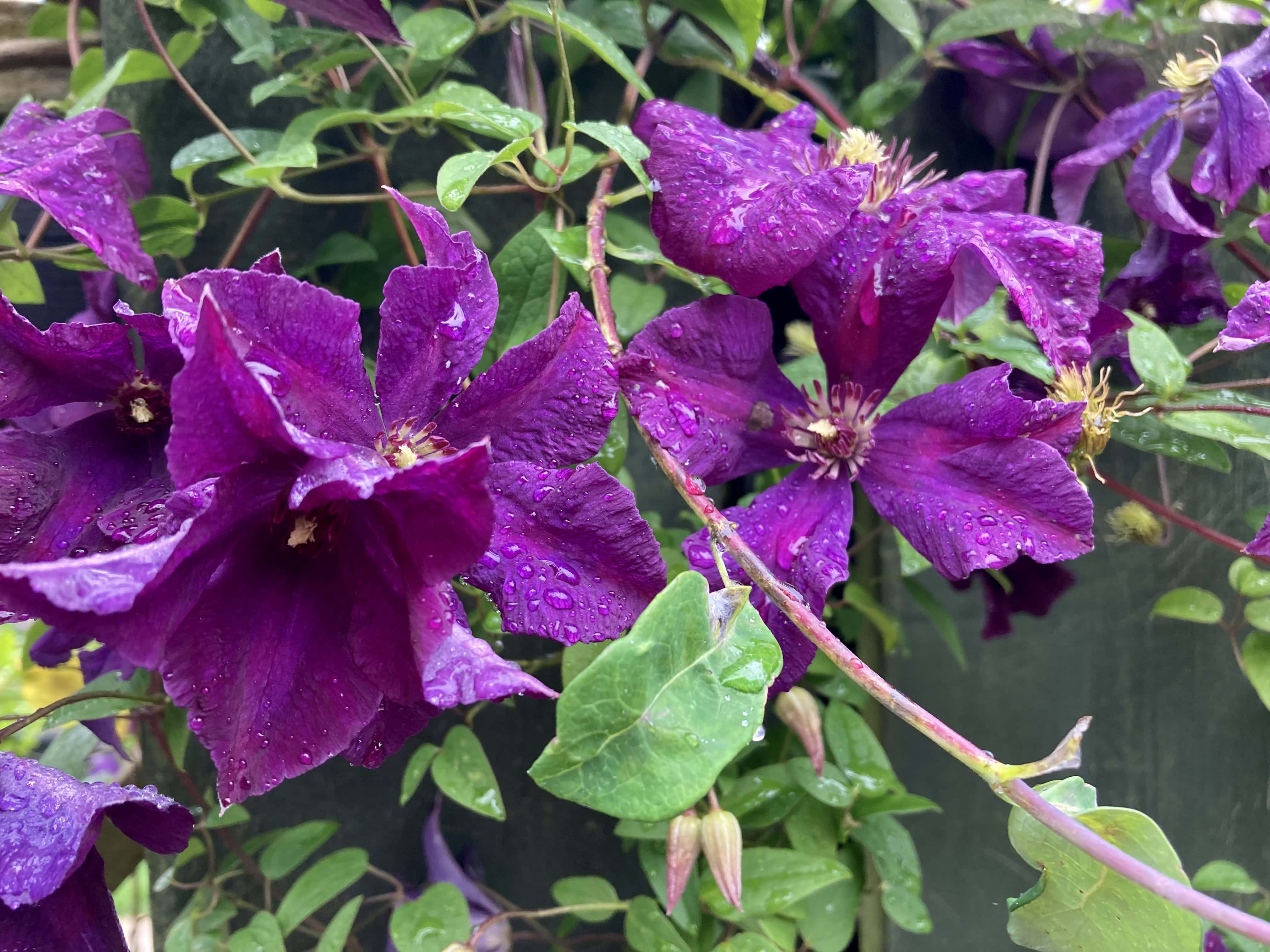Clematis — FOTD Nov 05