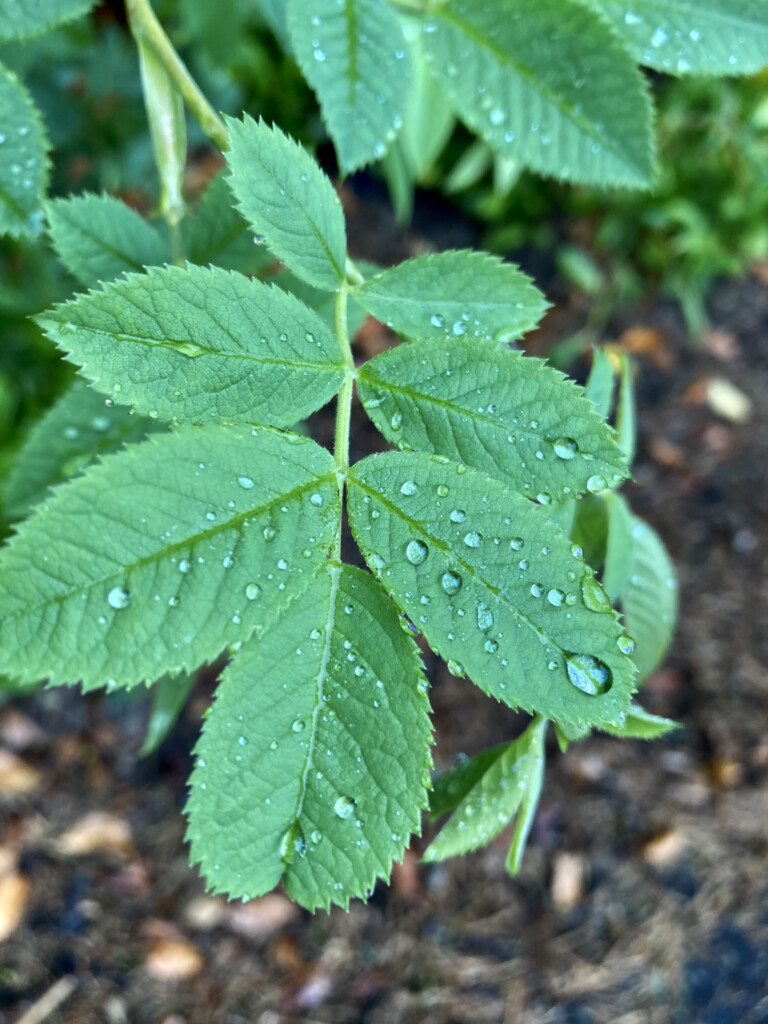 Raindrops on bramble leafs