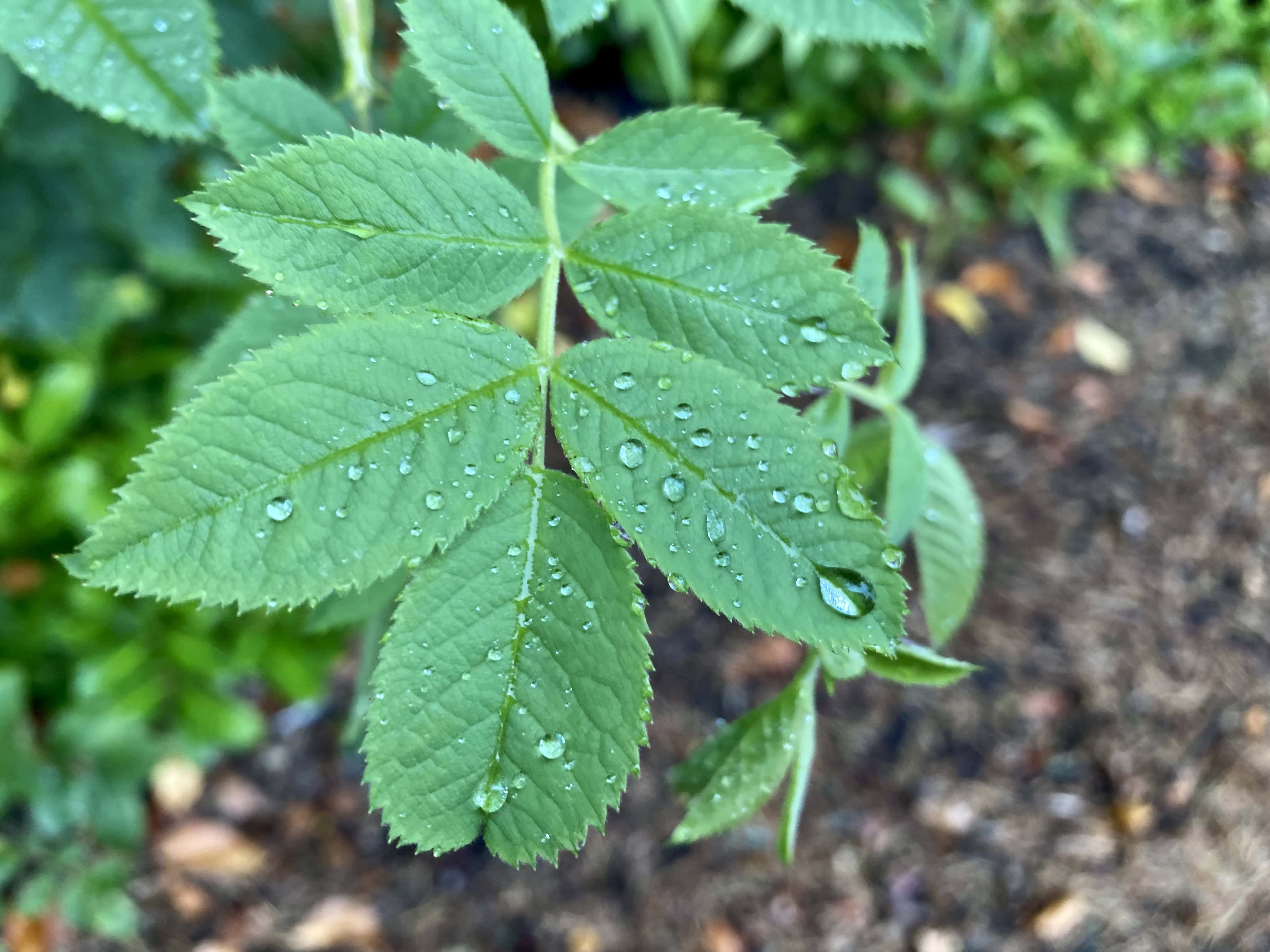Raindrops on Leafs — FOTD Nov 15