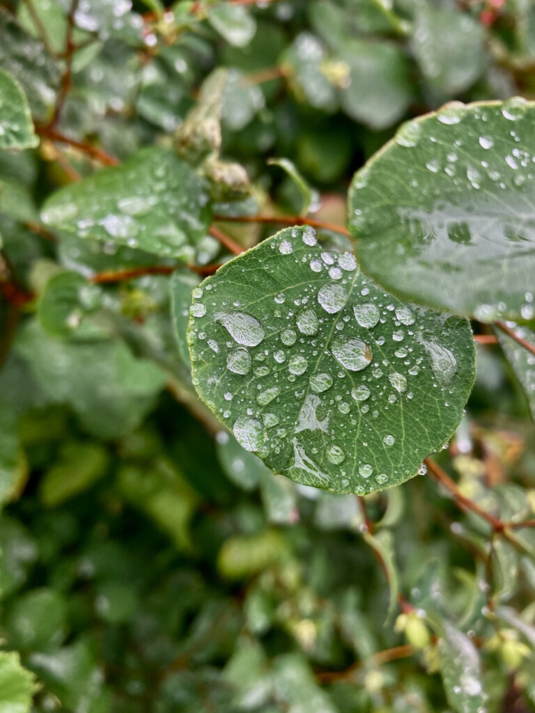 Raindrops