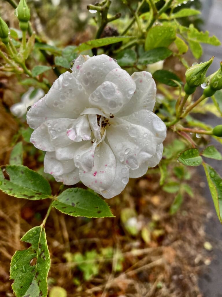 White Rose