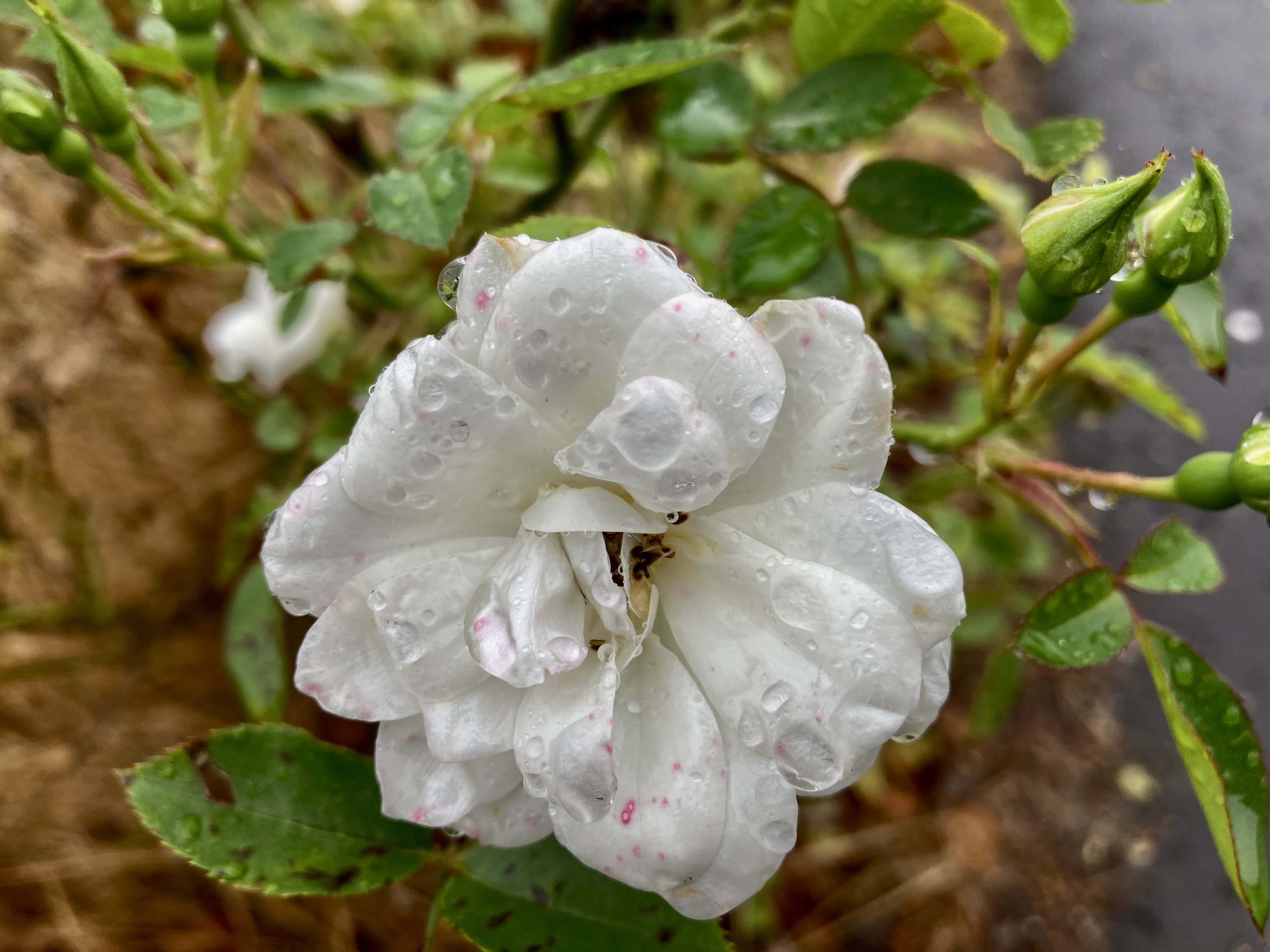 White Rose — FOTD Nov 04