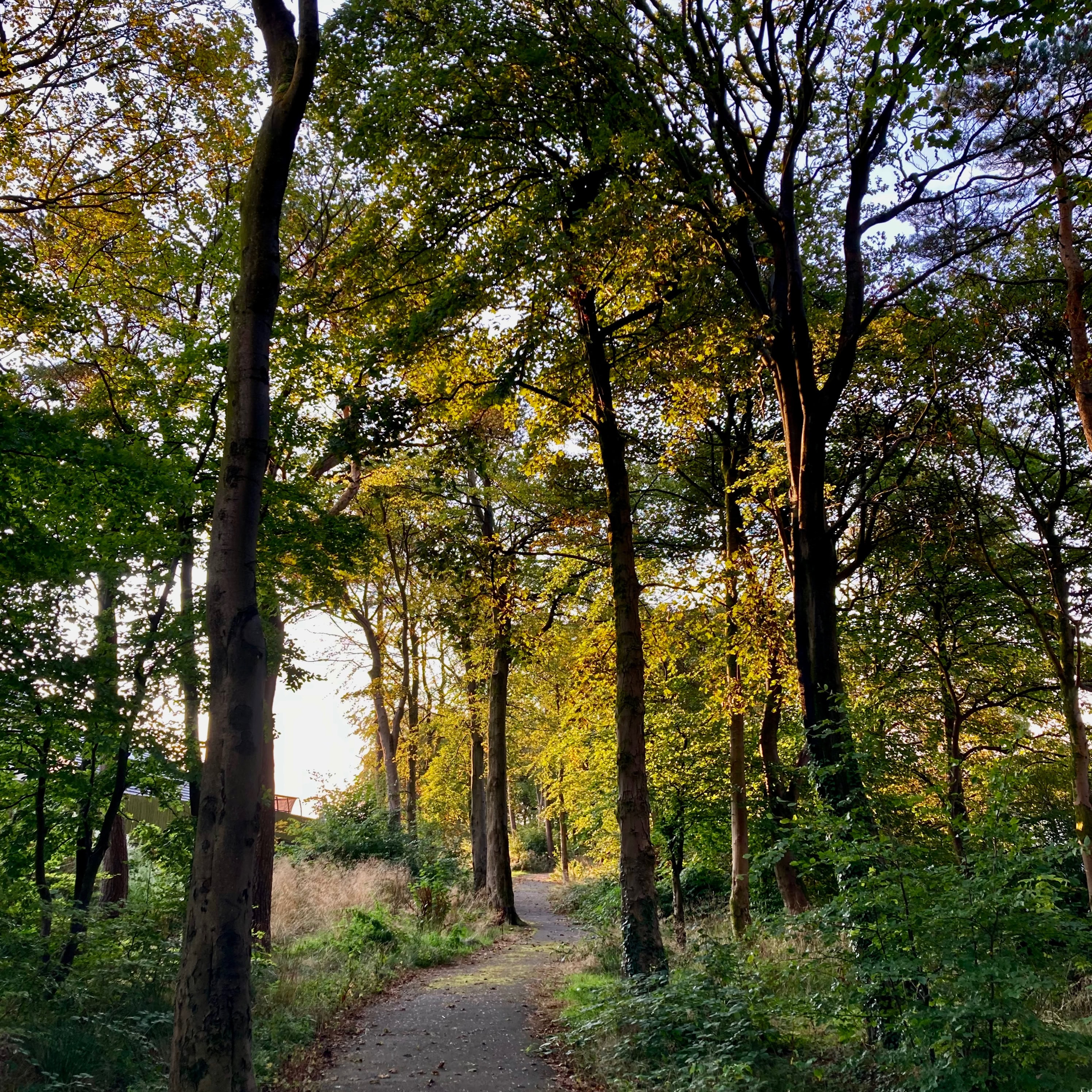 A Path Through the Woods — #WalkingSquares