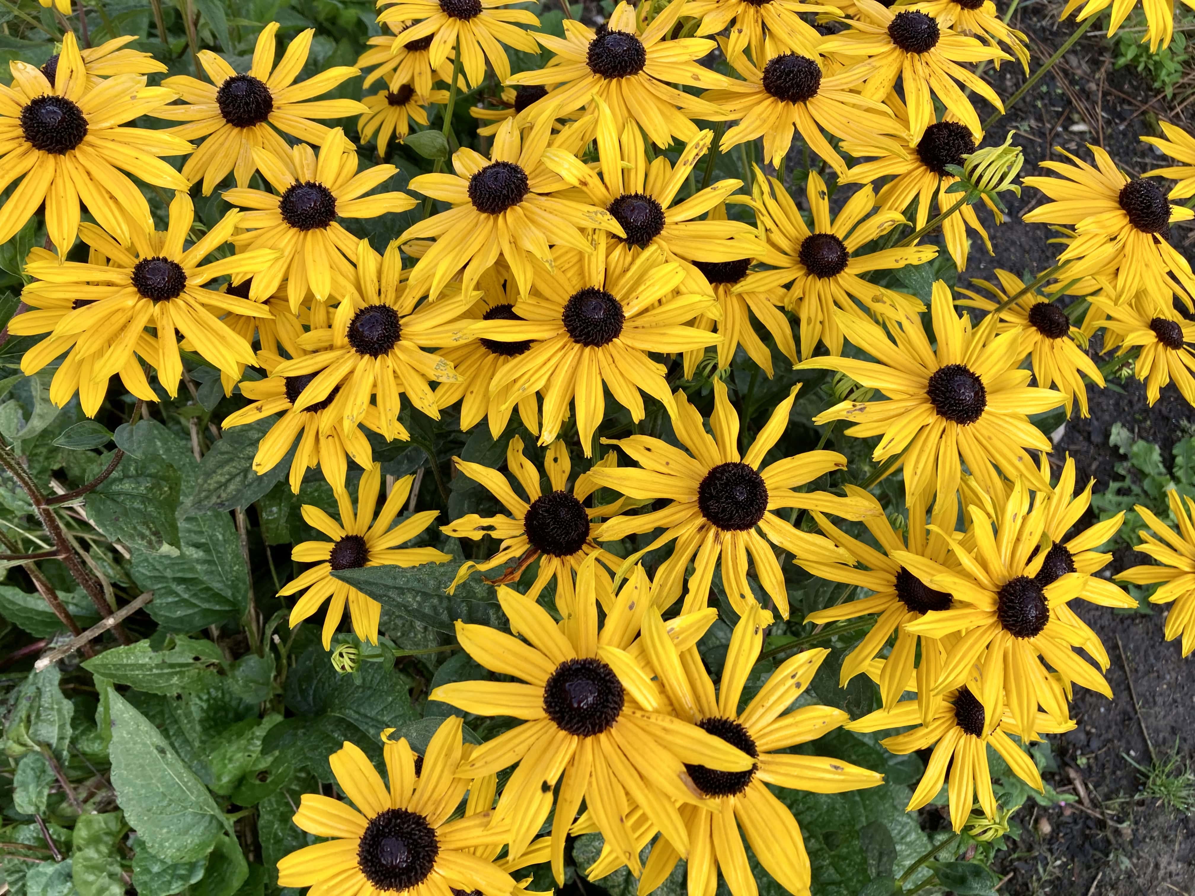 Black-Eyed Susans — FOTD Nov 03