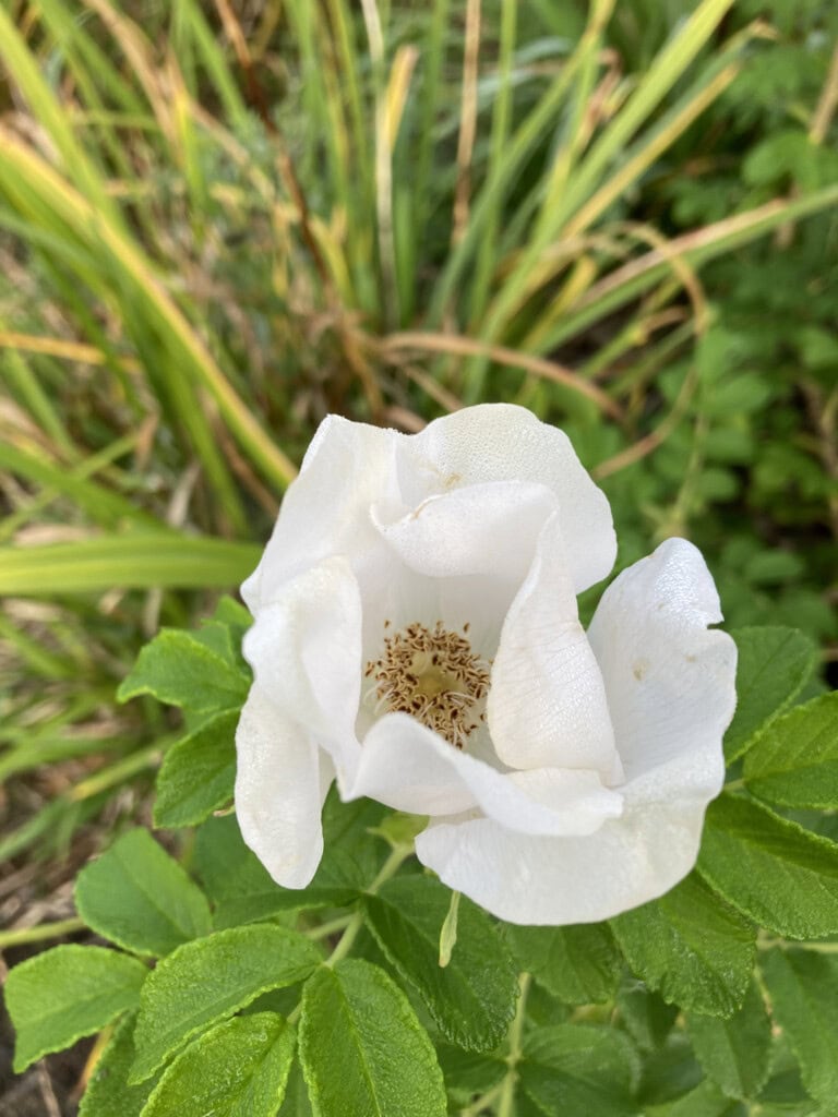 White rose