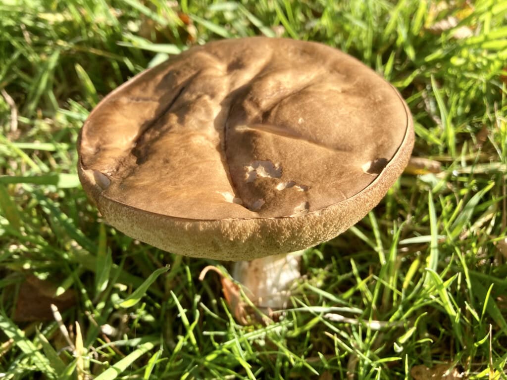 Mushroom