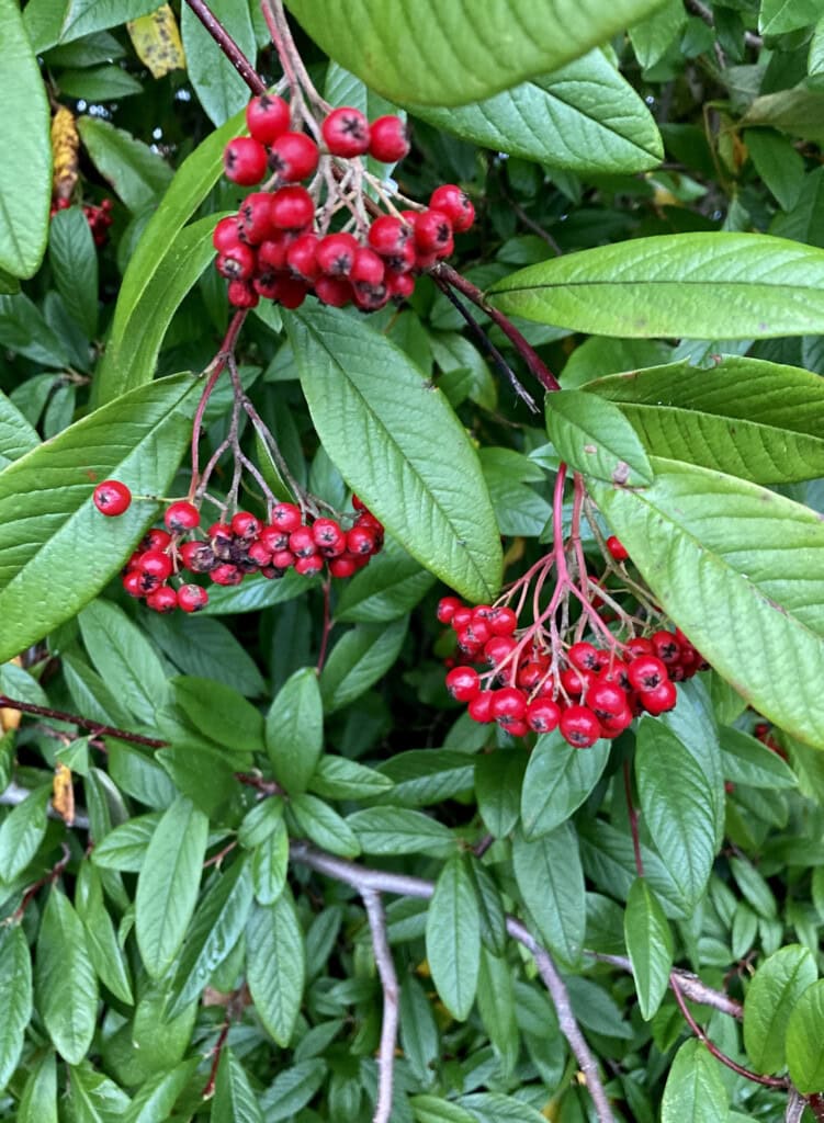 Rowan berries