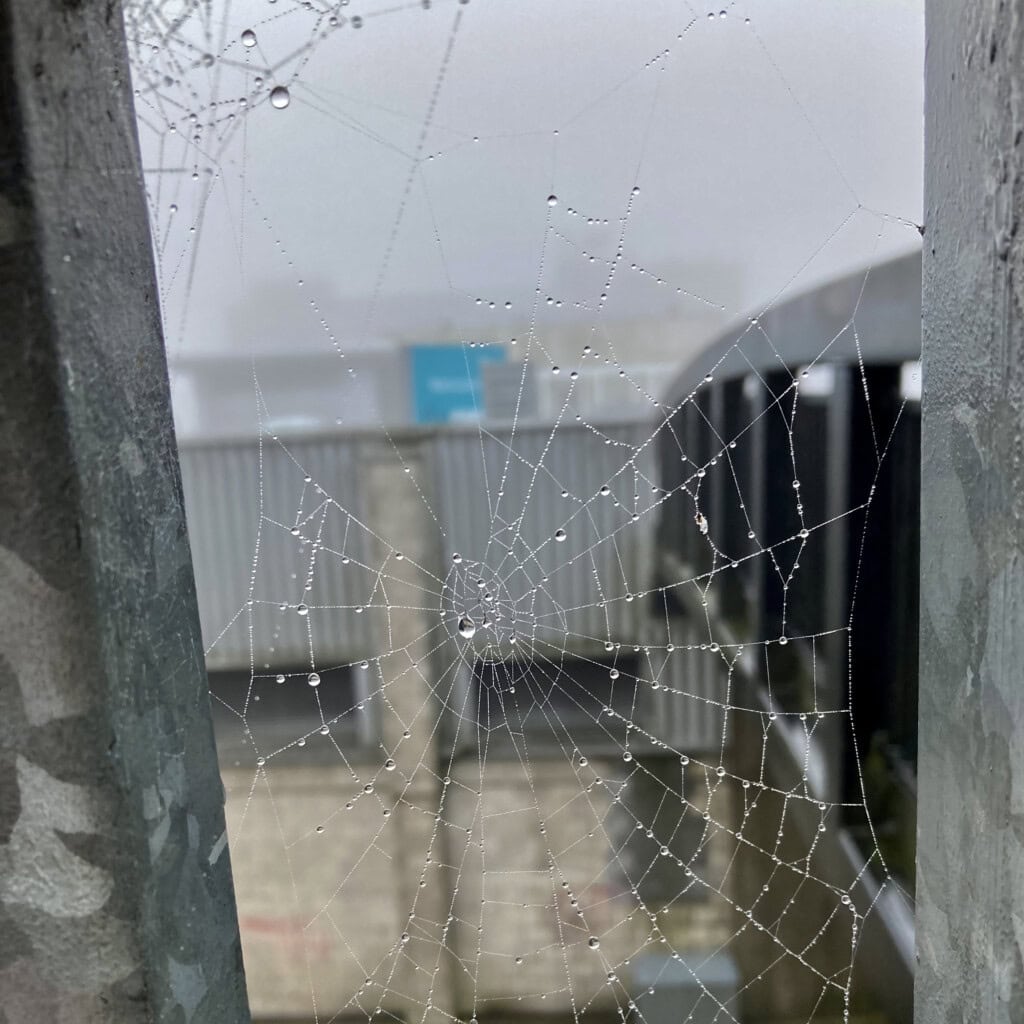 Spider web