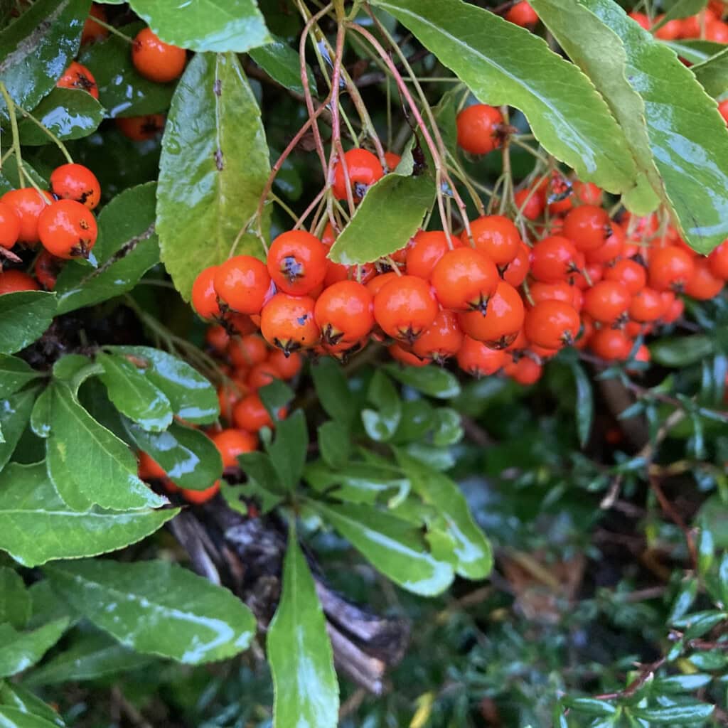 Orange Berries