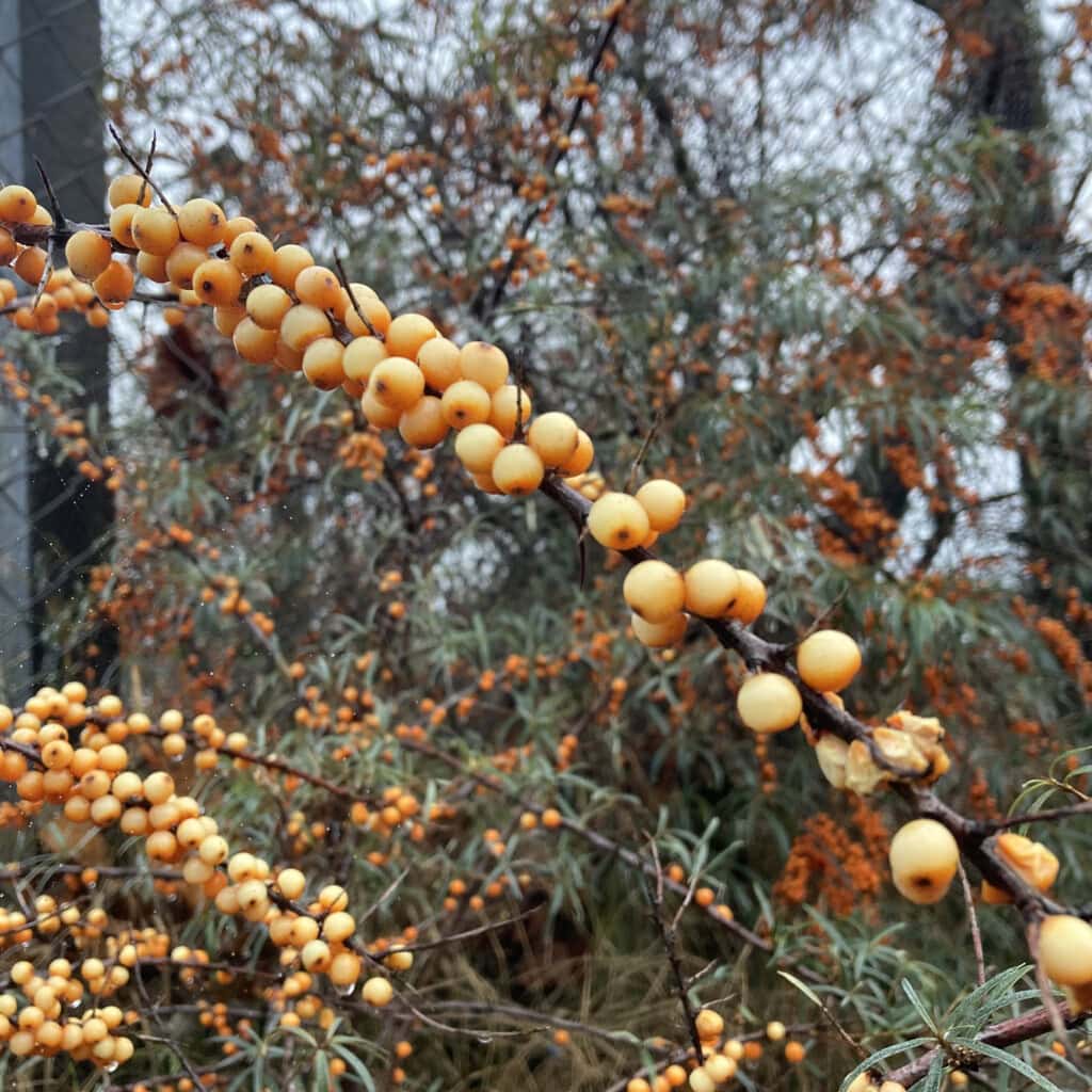 Orange berries