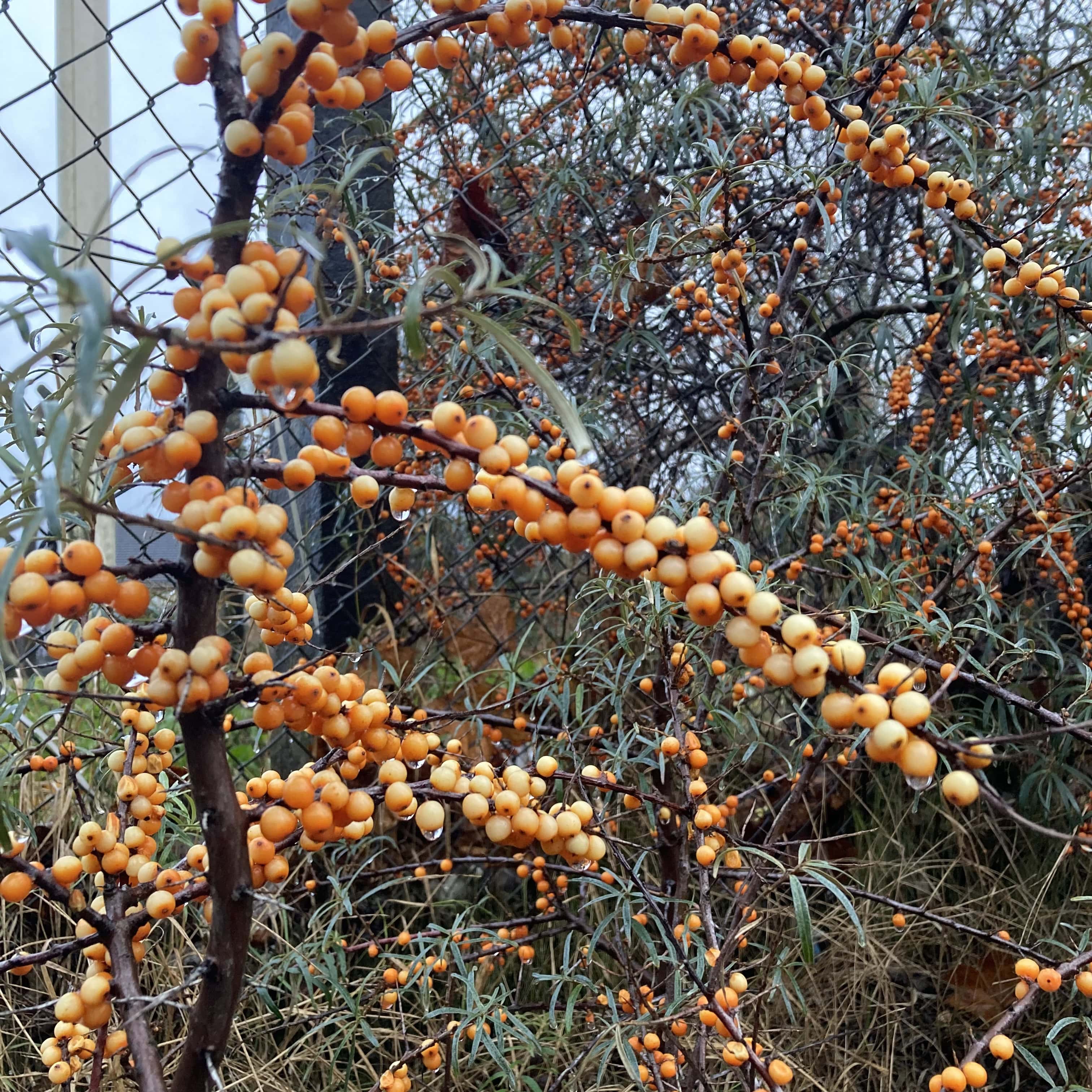 A Berry Wet Walk — #WalkingSquares