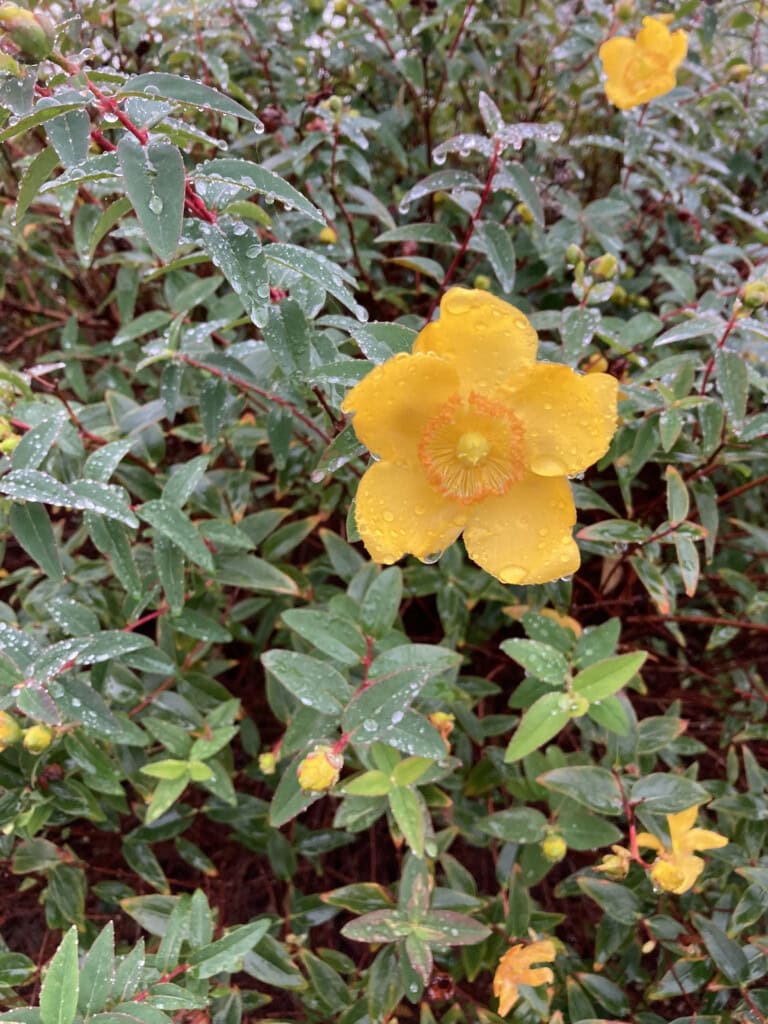 St John's Wort in the rain