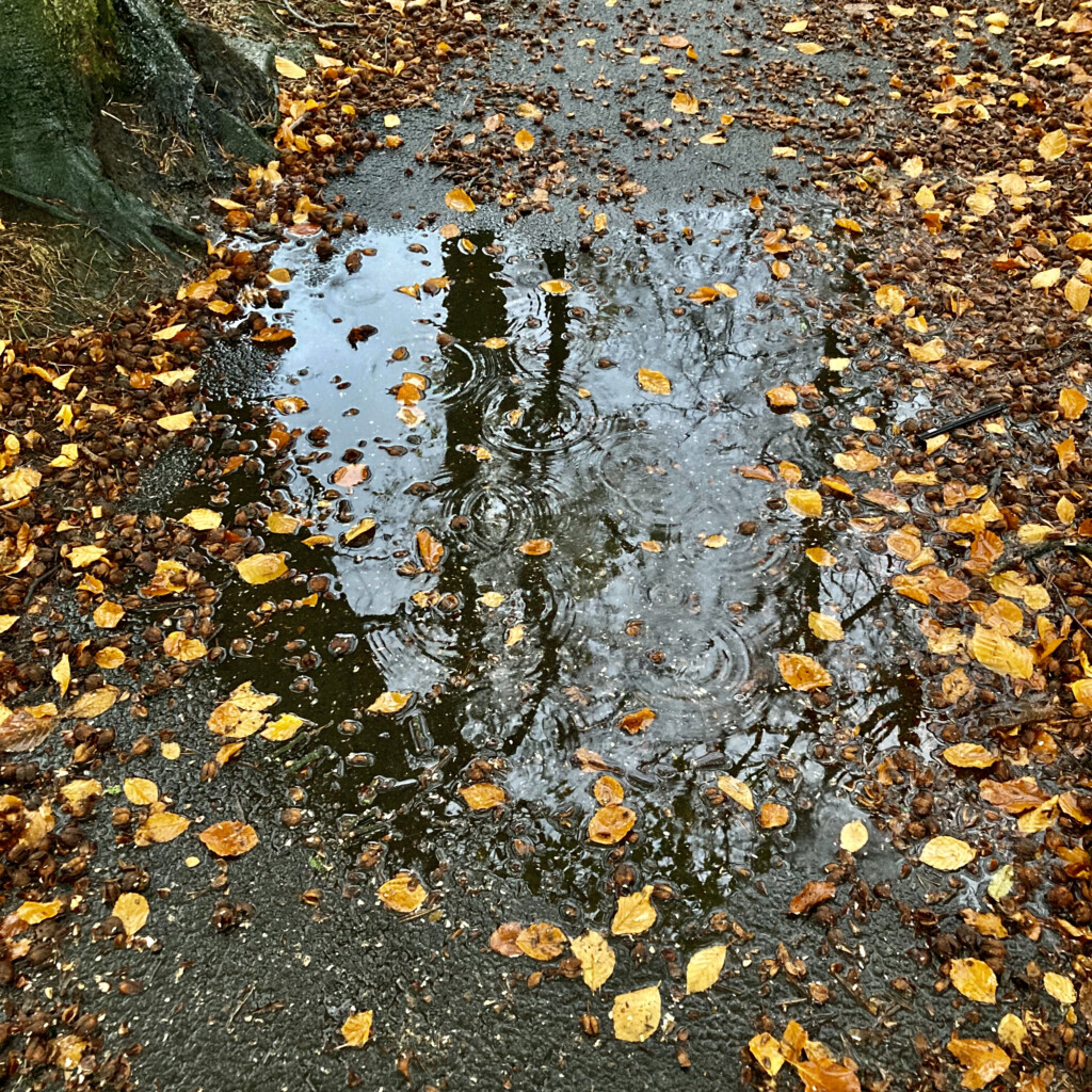 Raindrops in a puddle