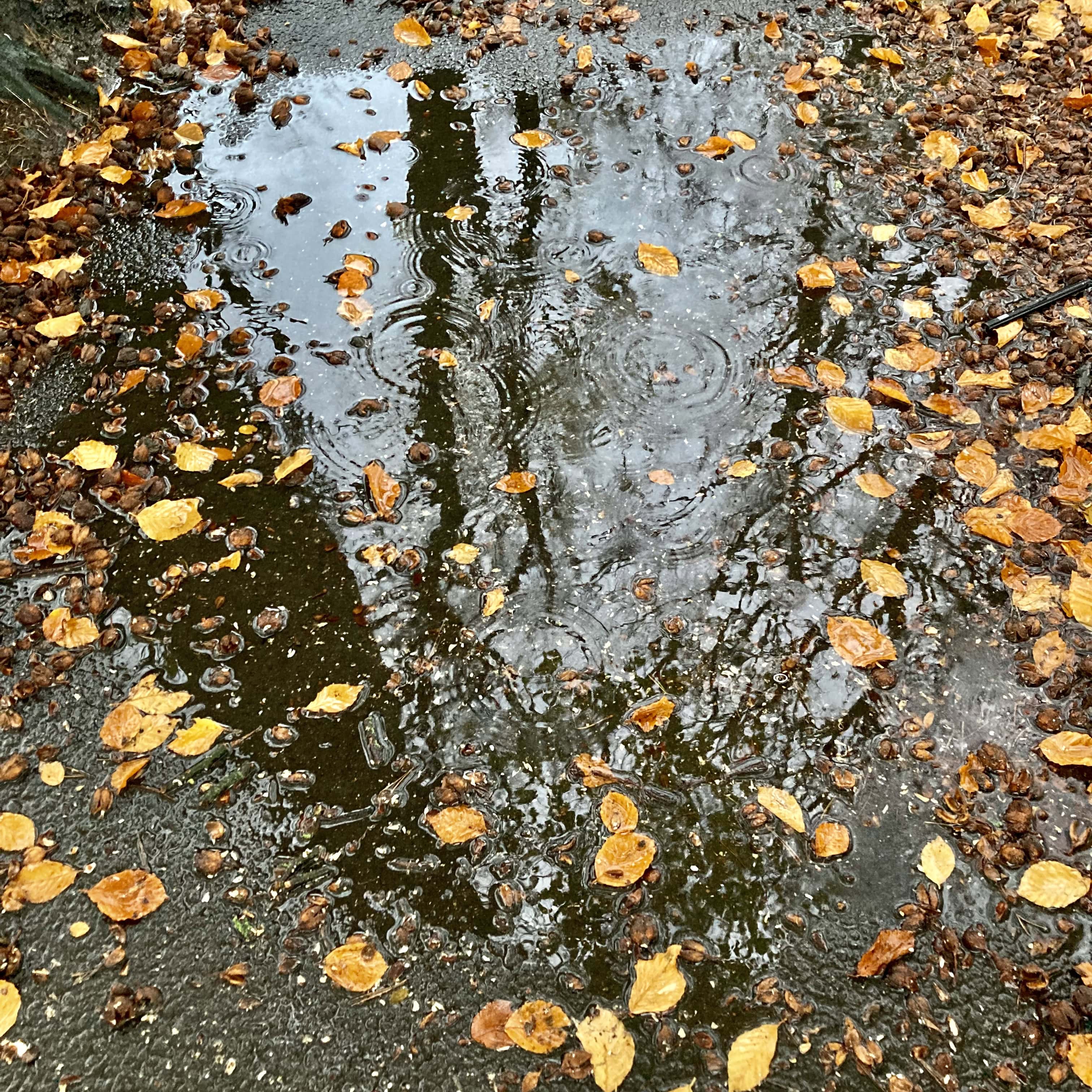 Raindrops in a Puddle — Water Water Everywhere #152
