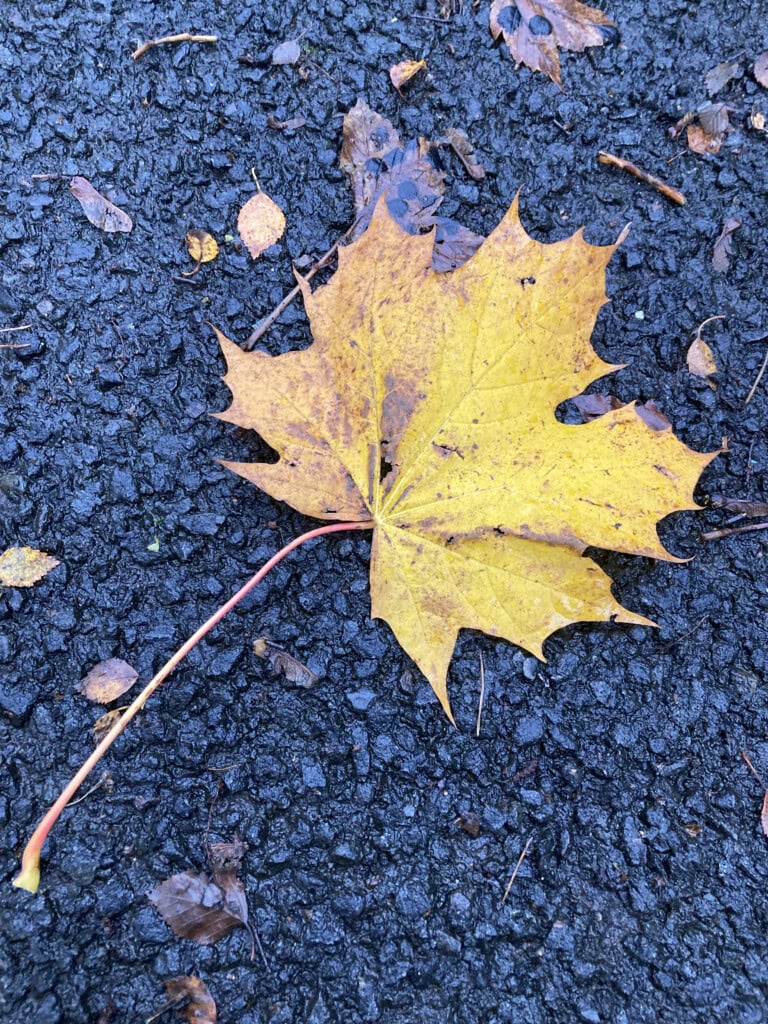Fallen leaf