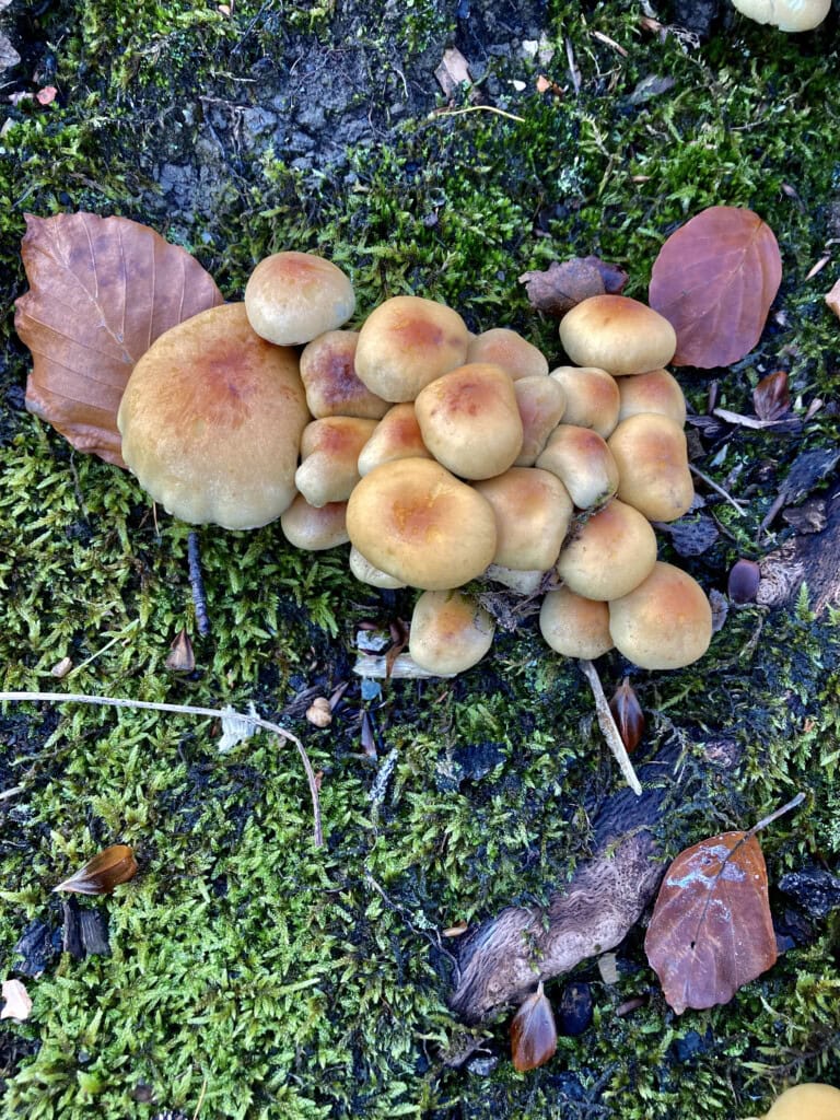 mushrooms