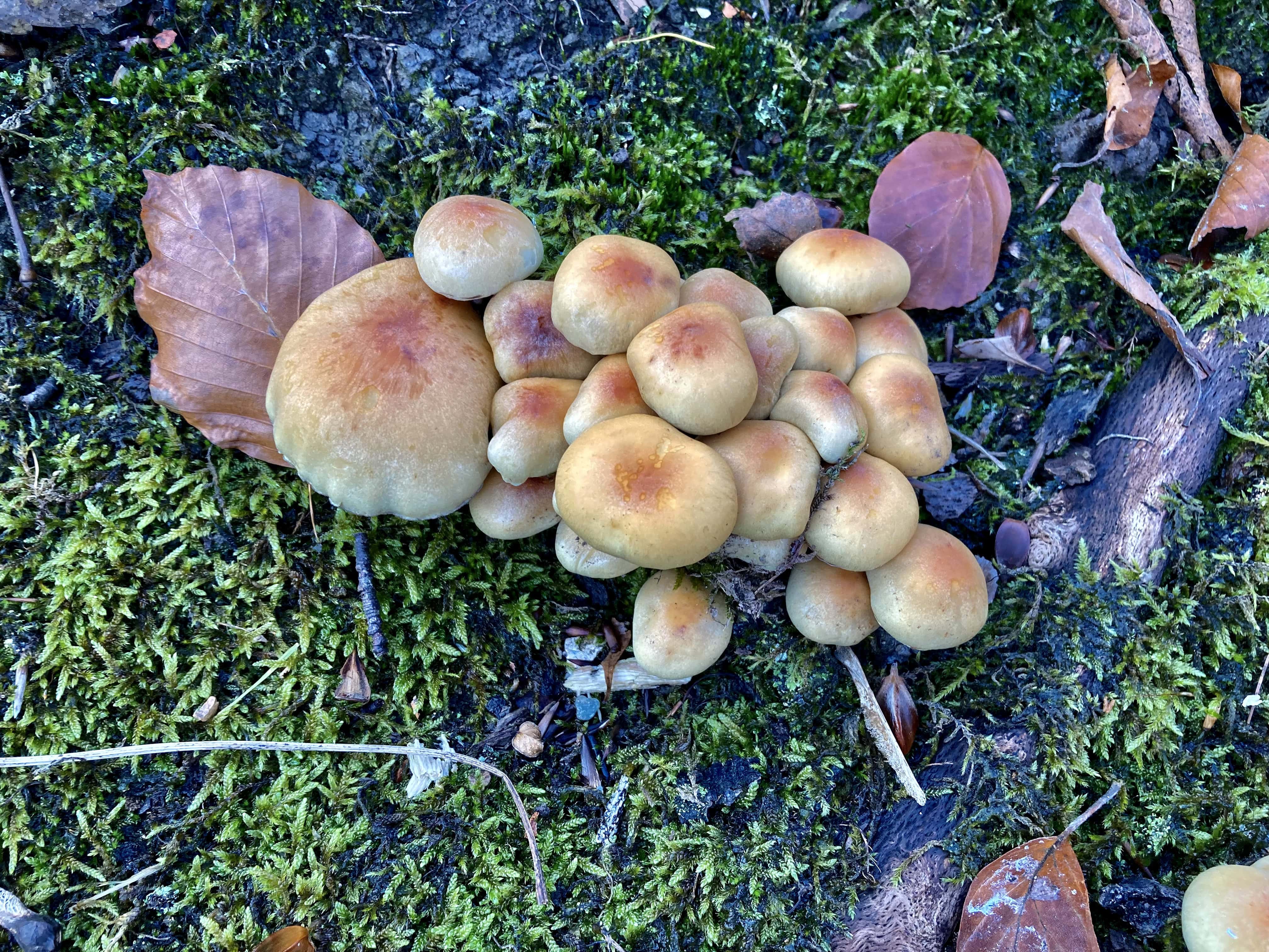Mushrooms — FOTD Nov 11
