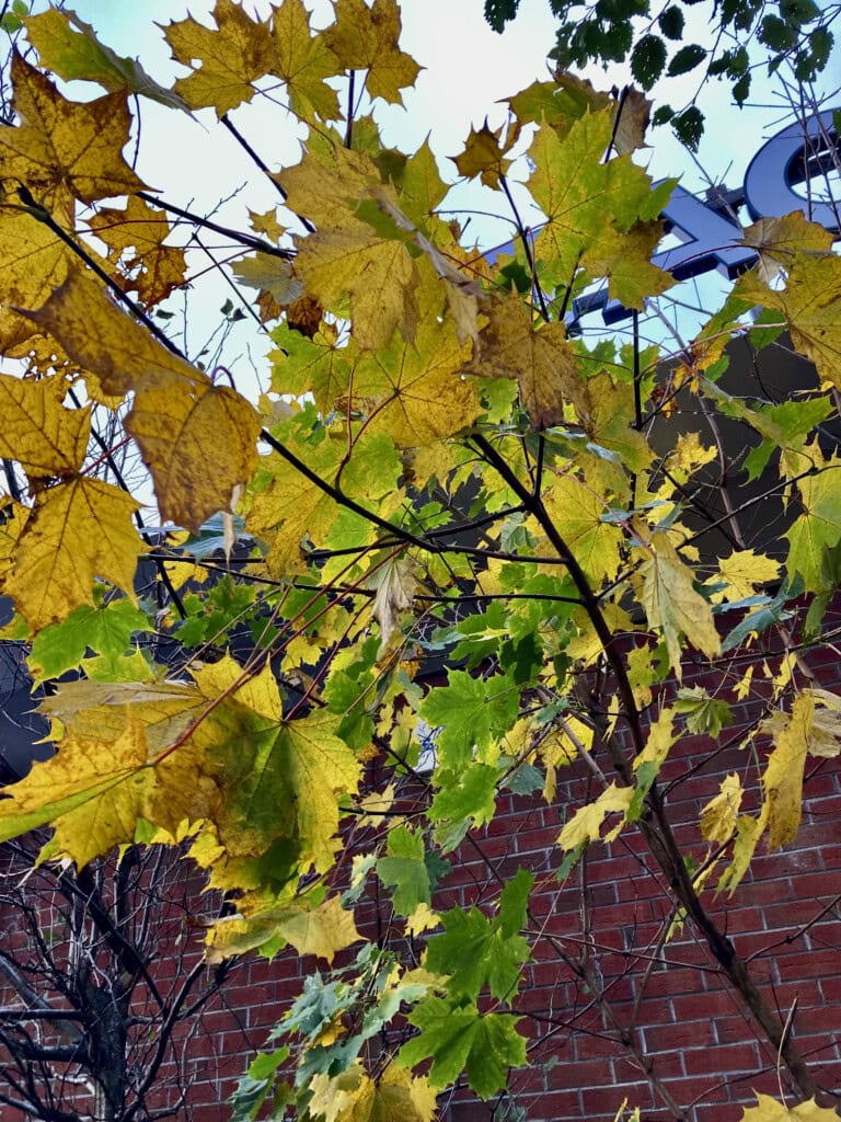 Autumn leafs