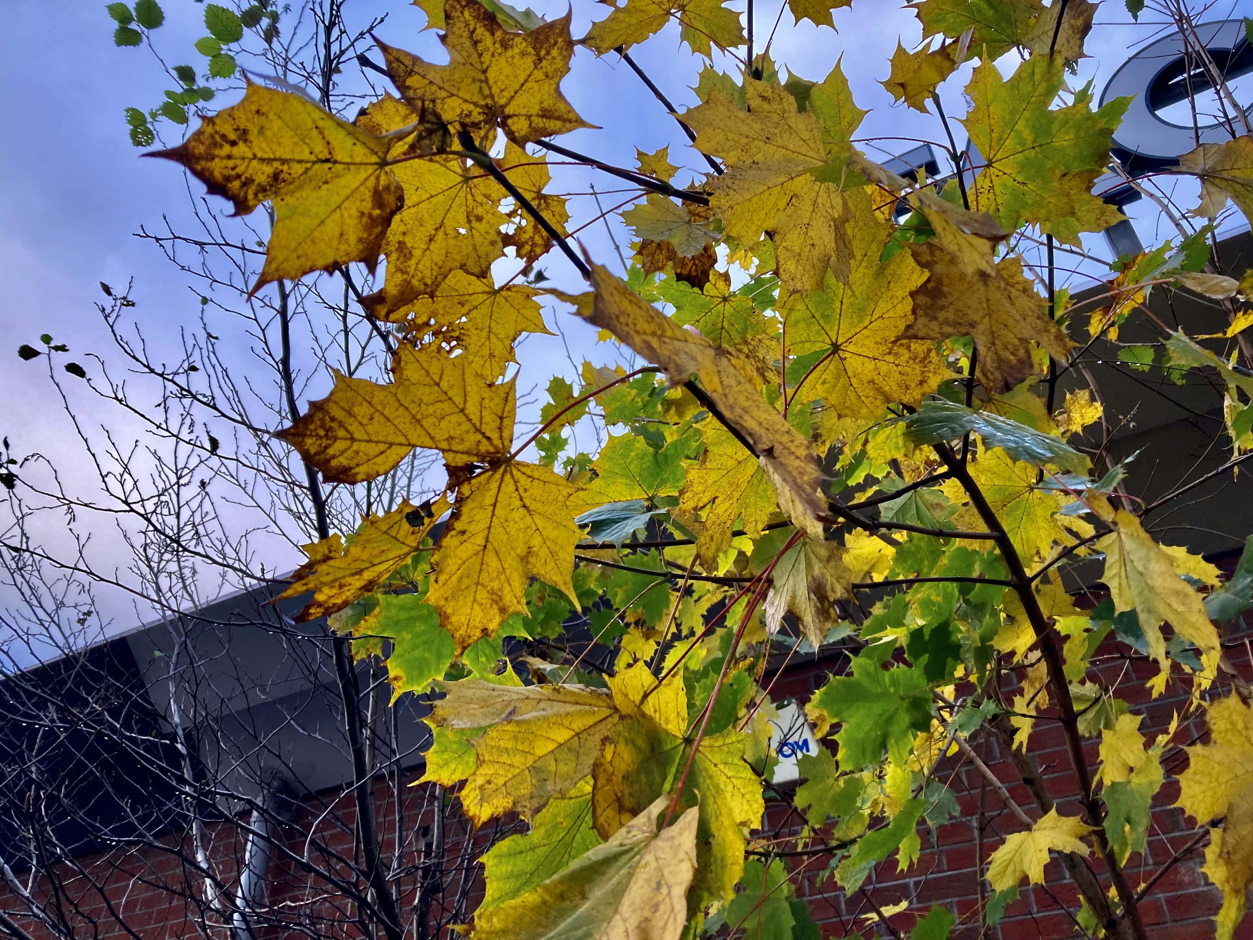 Autumn Leafs — FOTD Nov 17