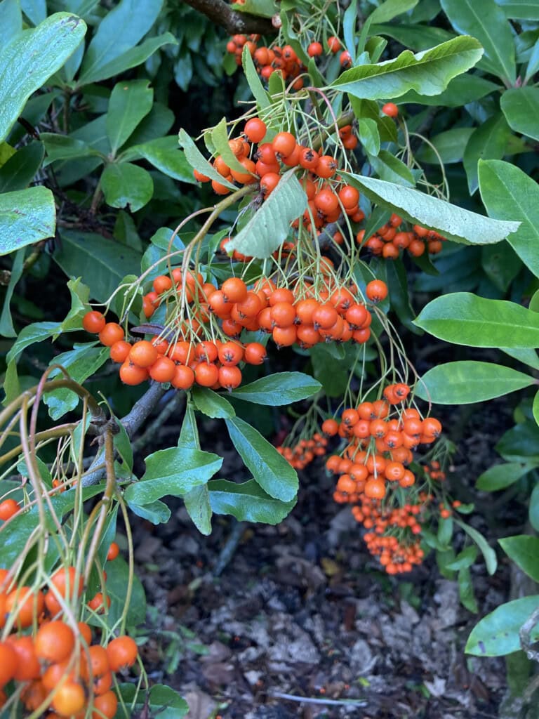 Orange Berries