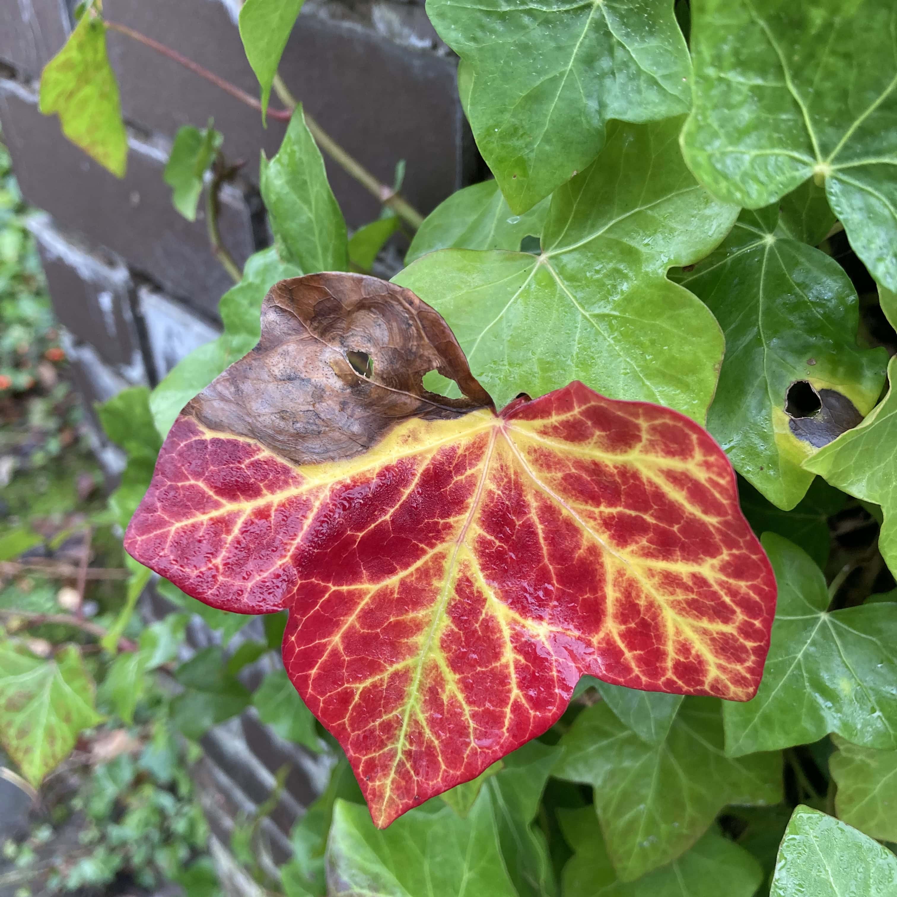 Red Ivy Leaf — FOTD Nov 18