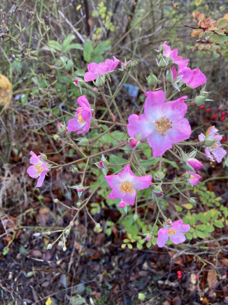 Wild pink roses
