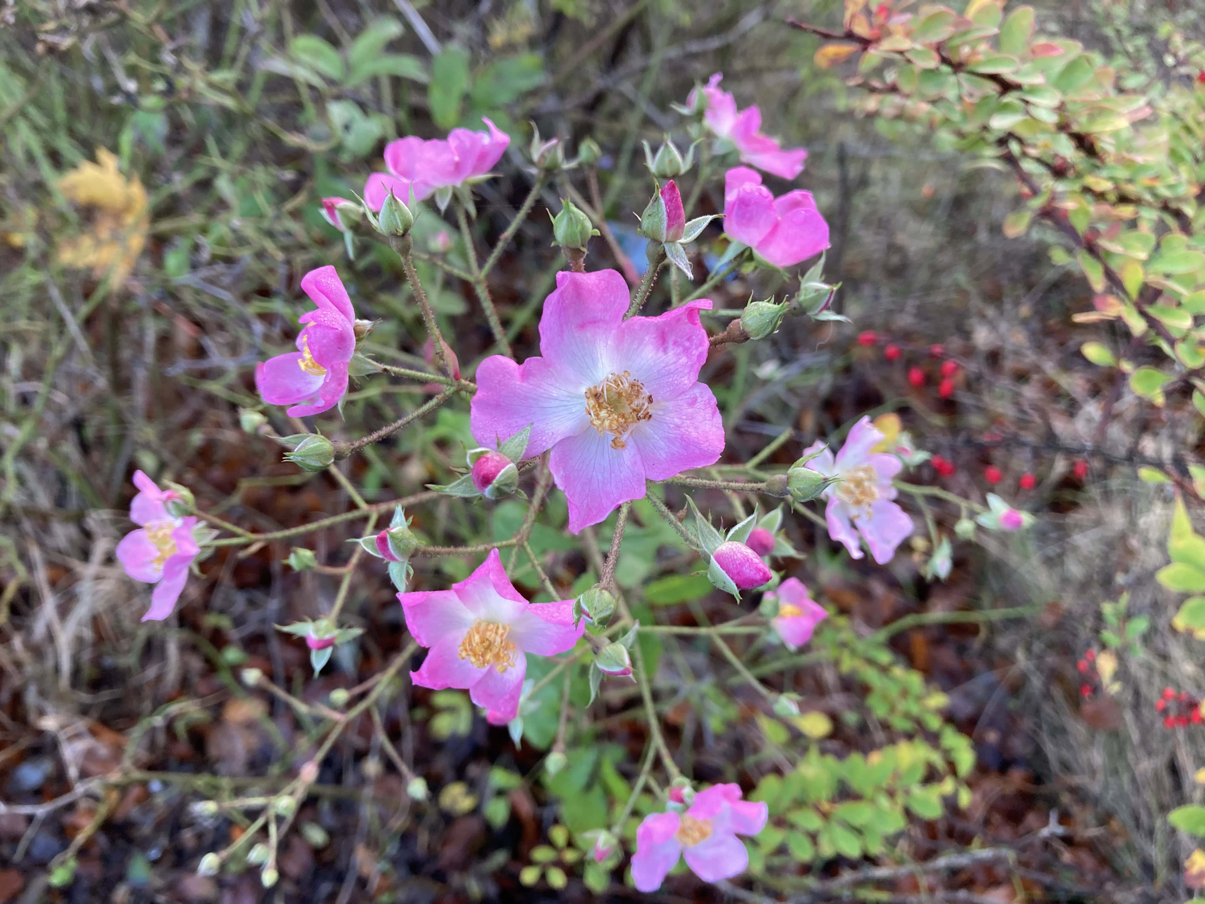 Wild Pink Roses — FOTD Nov 25