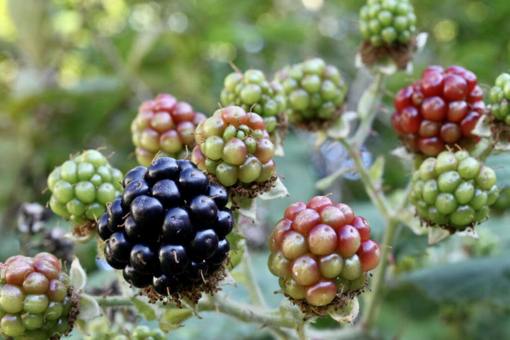 Brambles