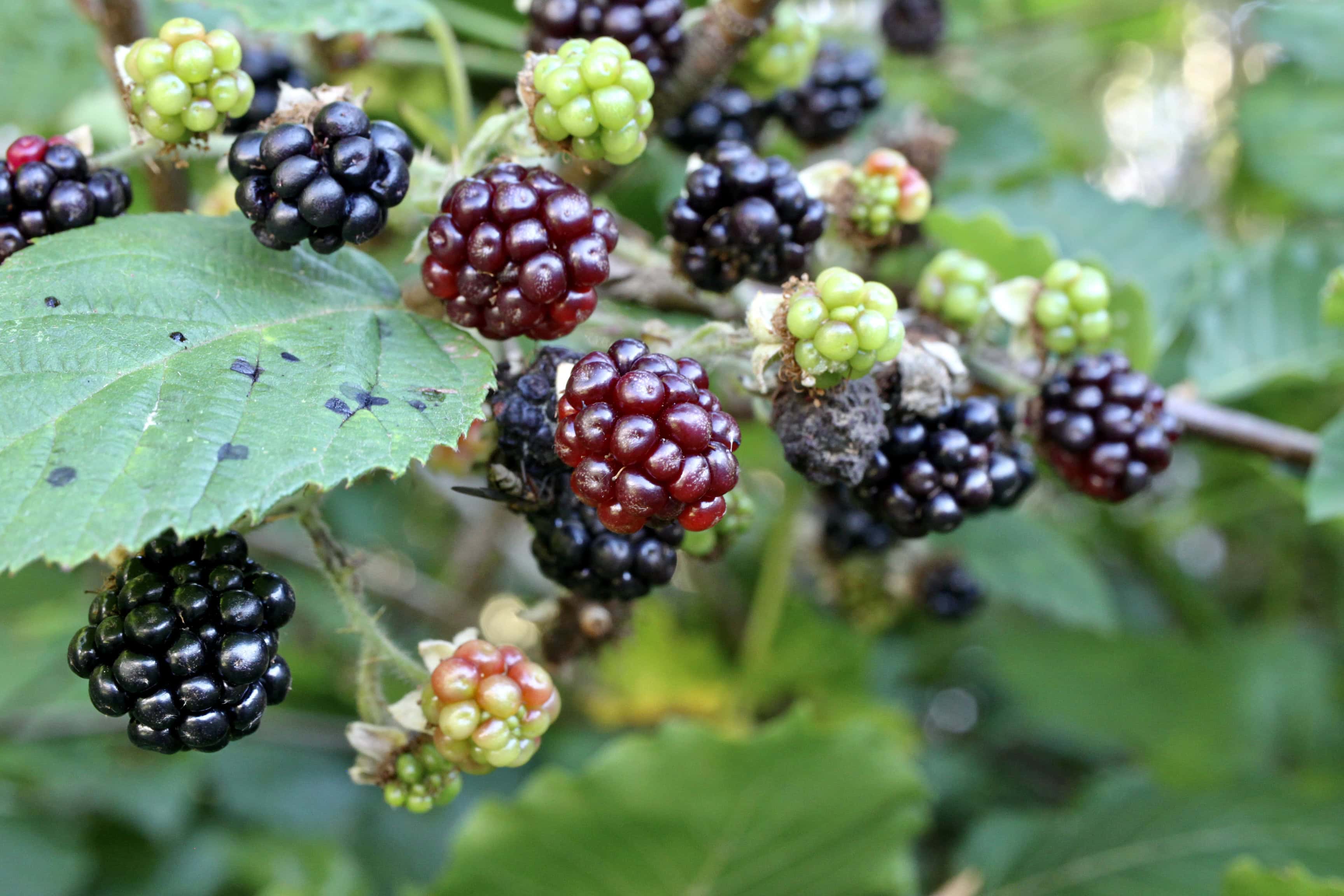 Brambles — FOTD Nov 07
