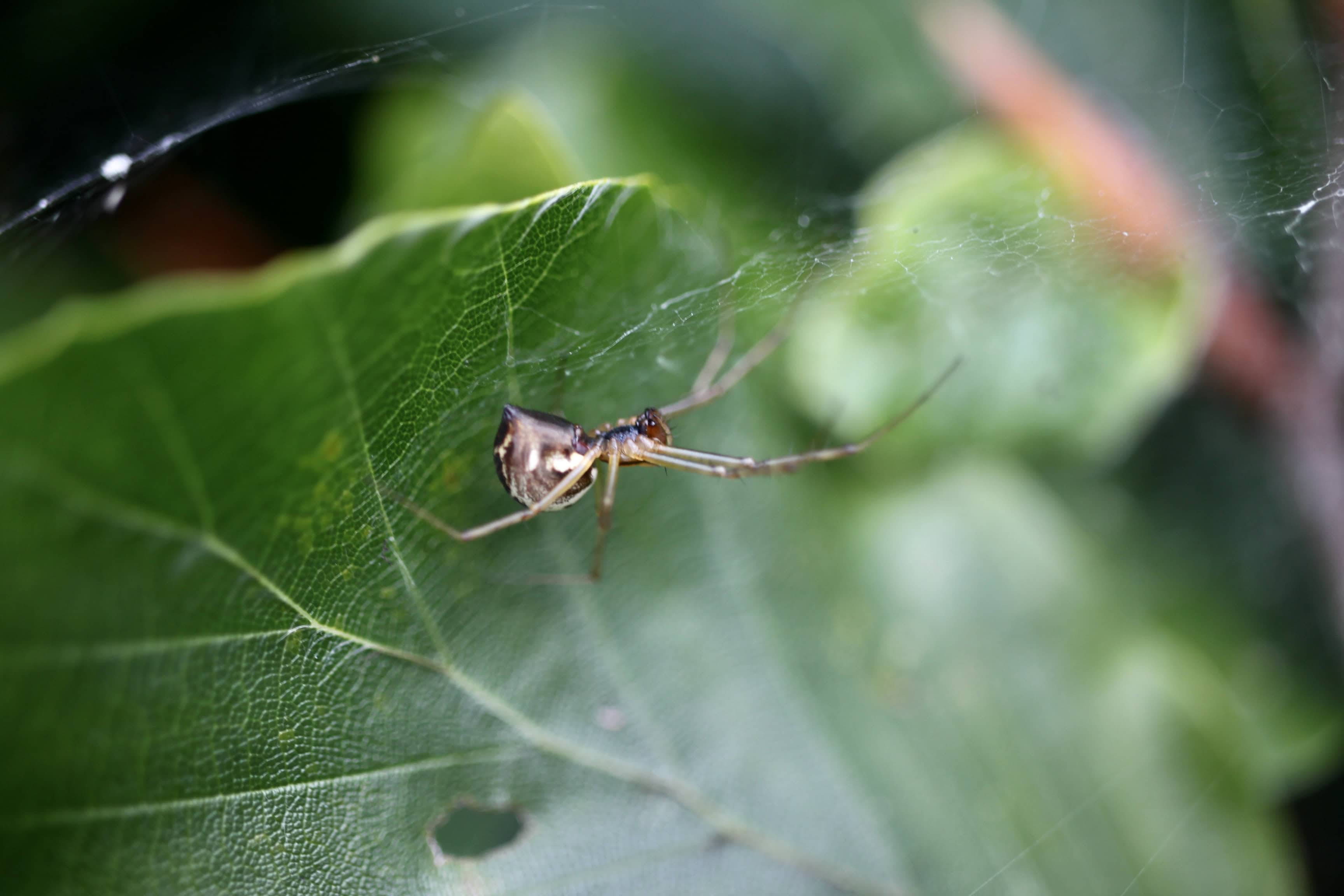 Spider — Macro Monday Nov 21