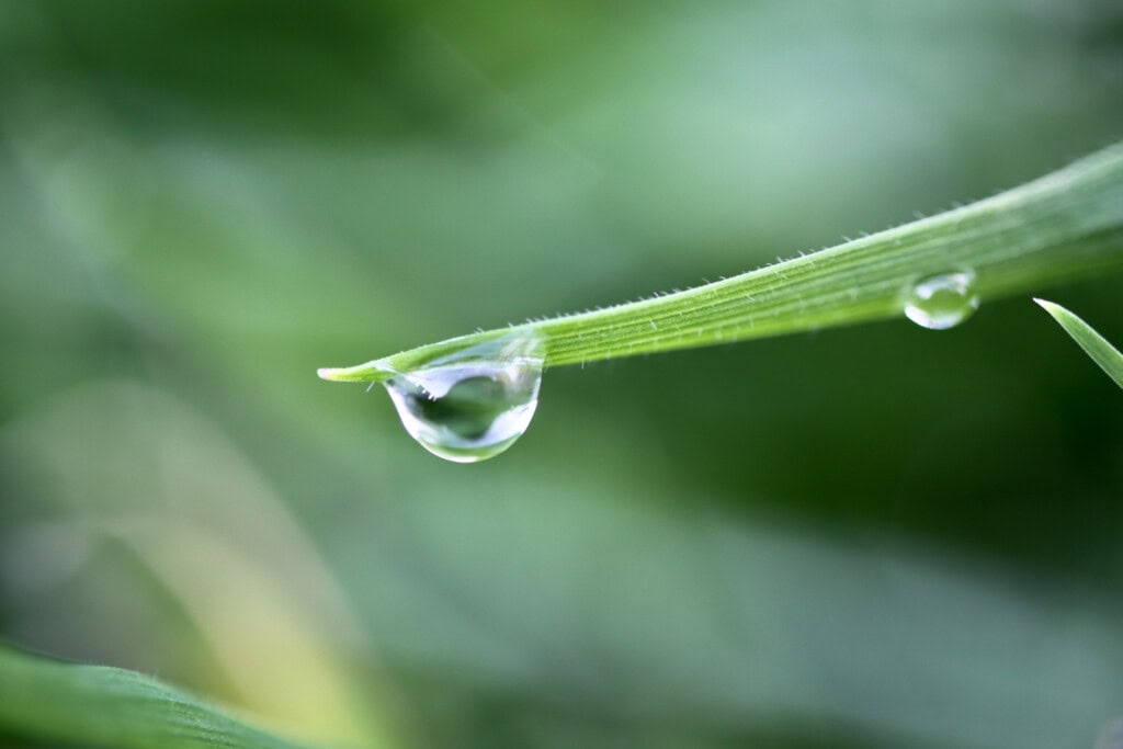 Raindrop on grass blade