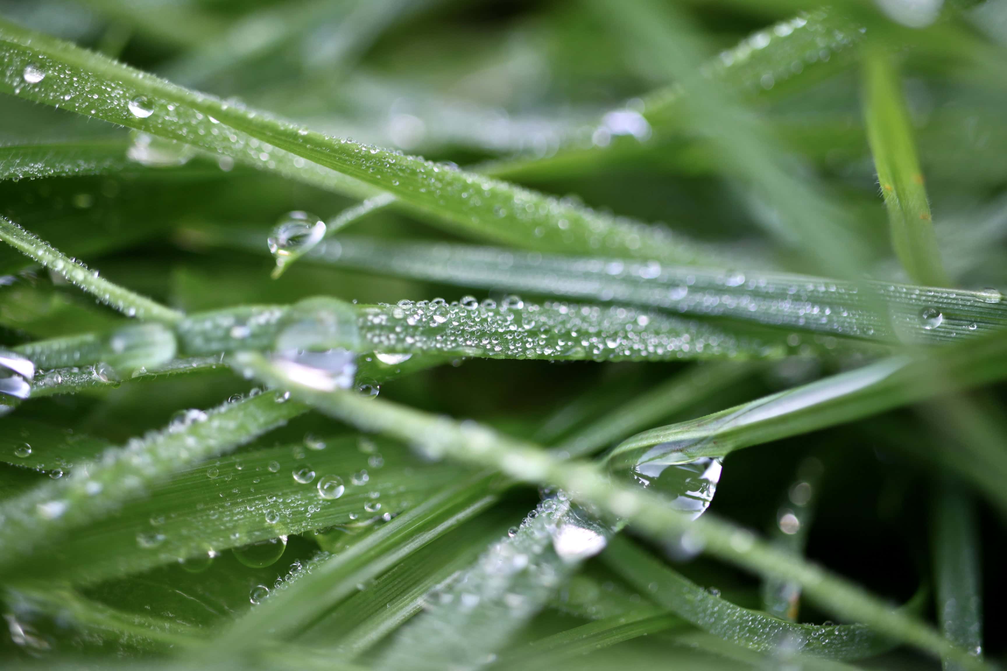 Dew Covered Grass — Macro Monday Nov 14