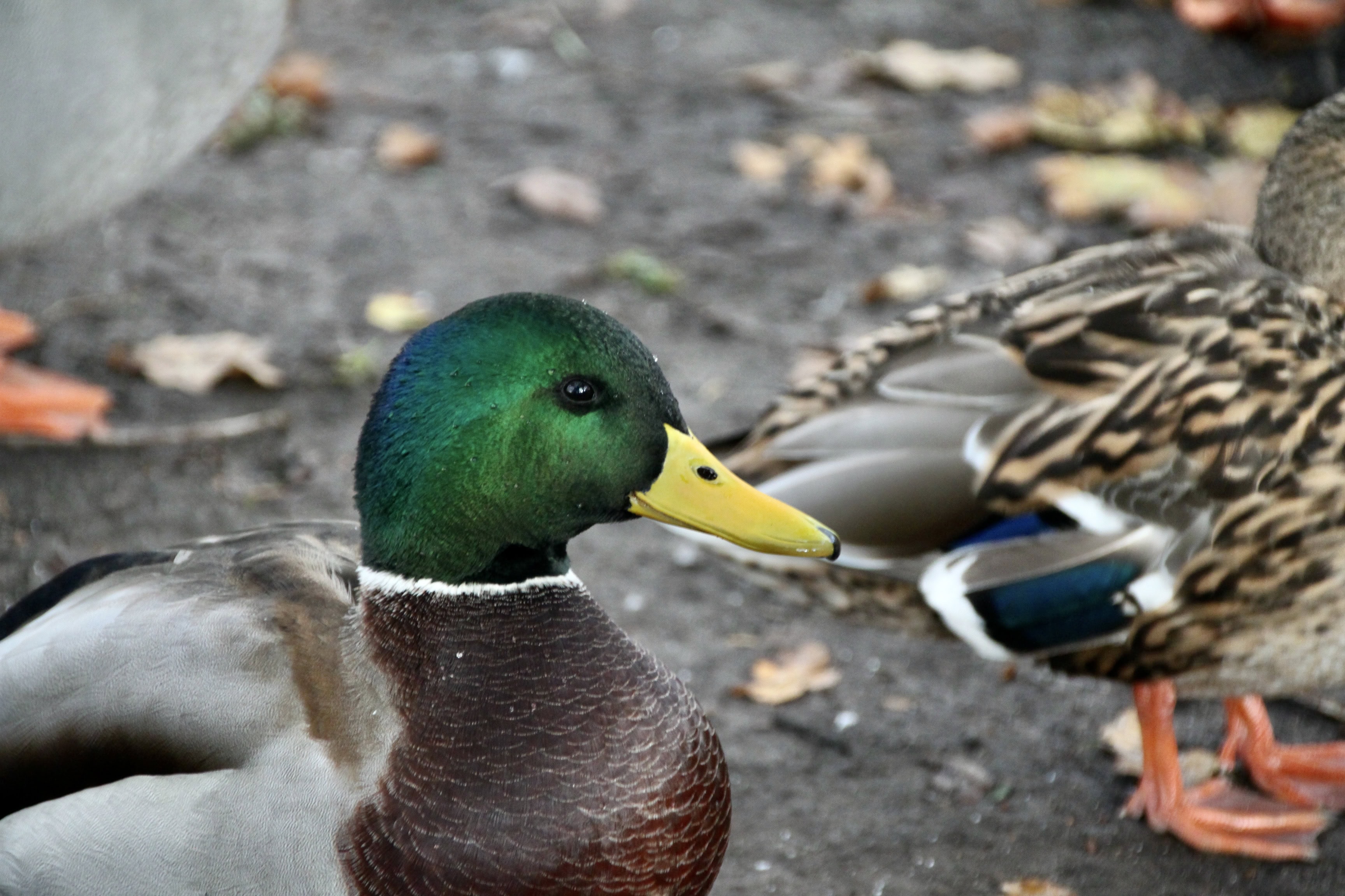 Mallard Drake — Monday Portrait Nov 14