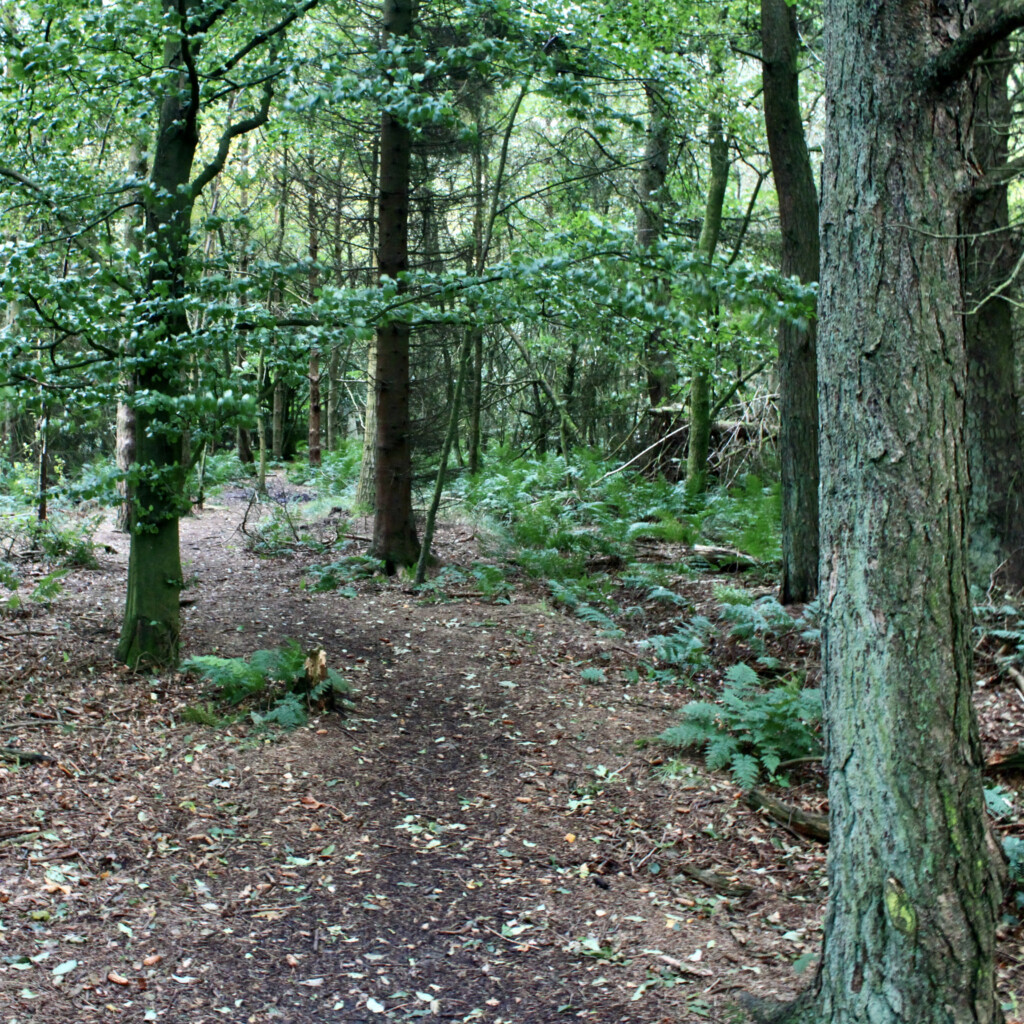 Trees