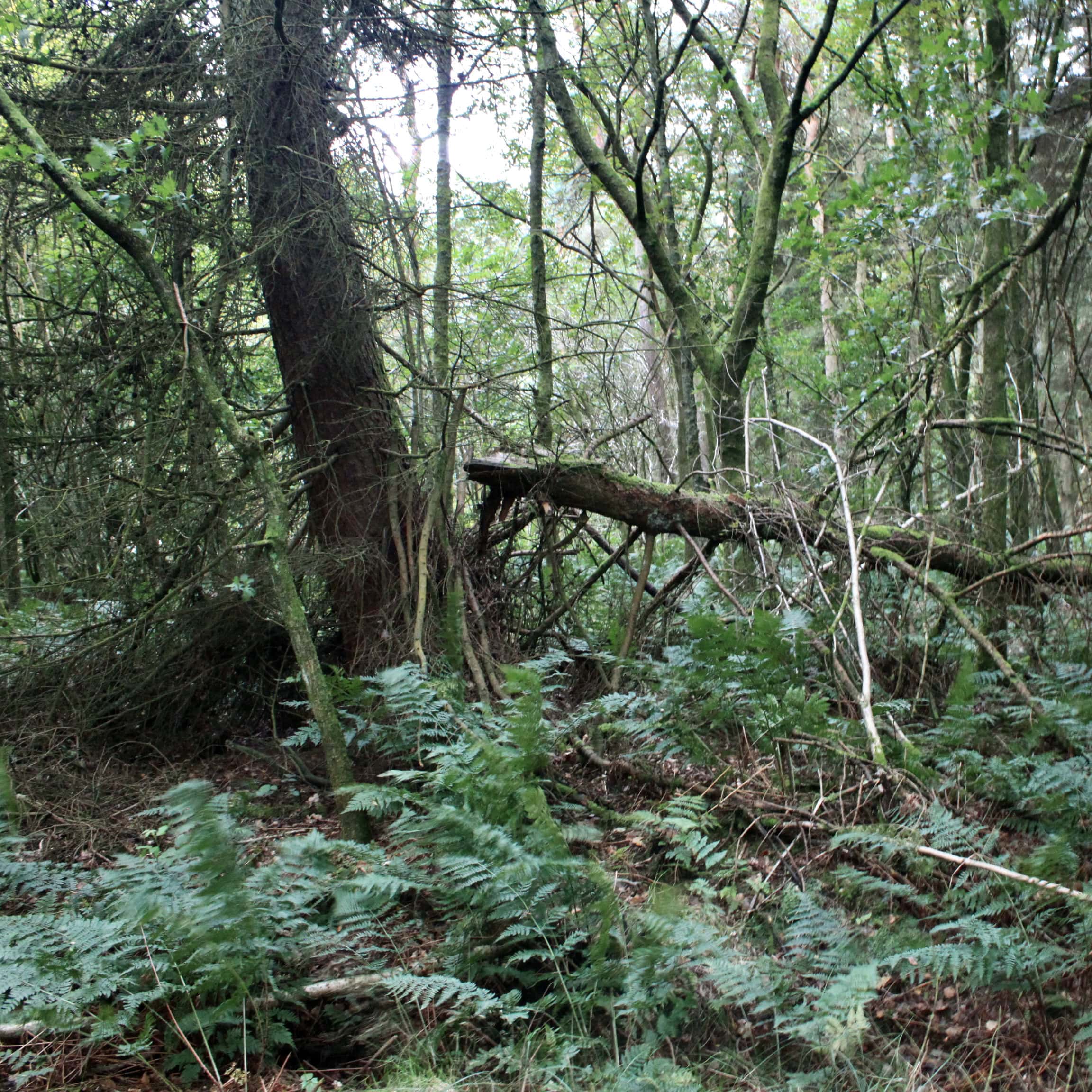 Off the Beaten Track — #WalkingSquares