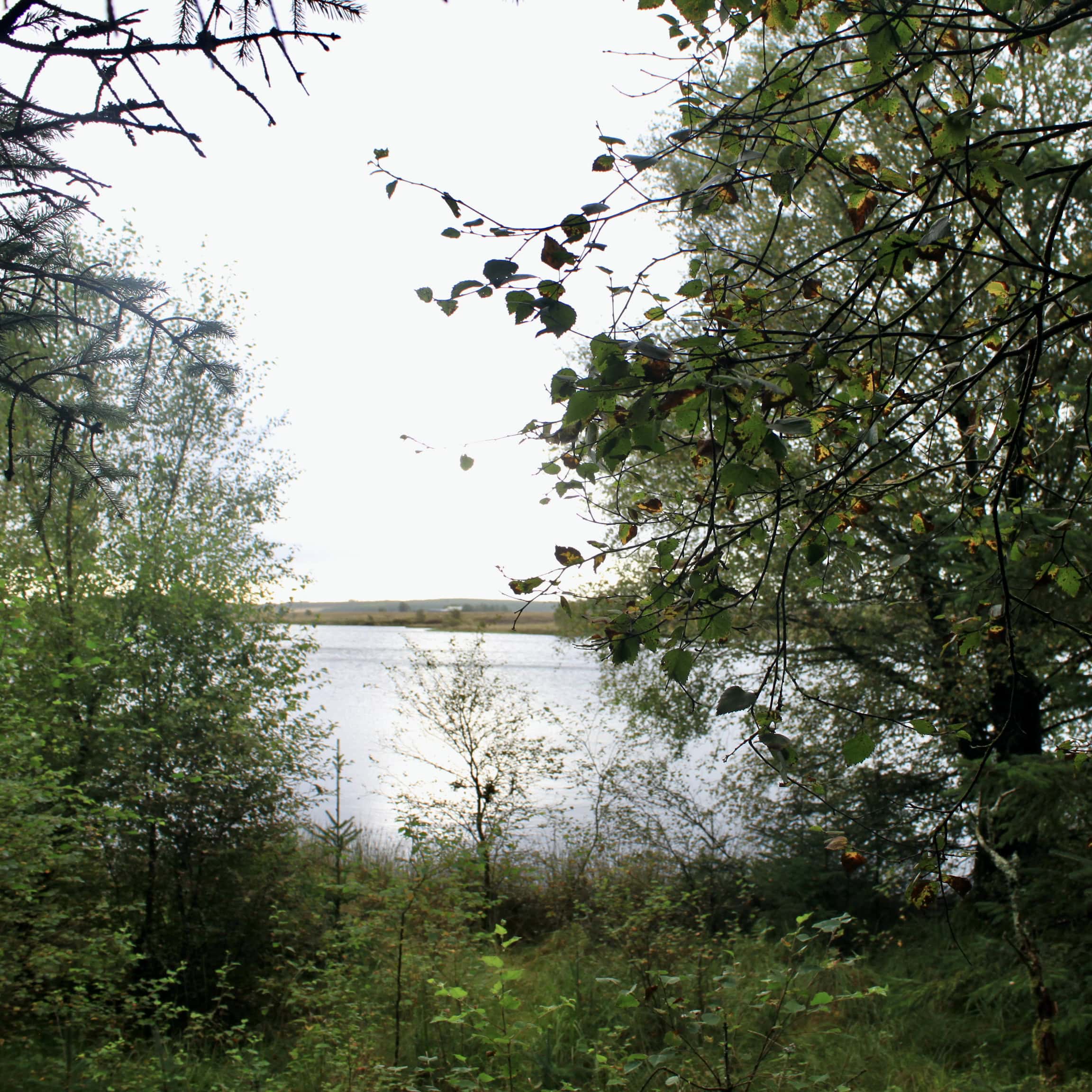 Through the Trees — #WalkingSquares