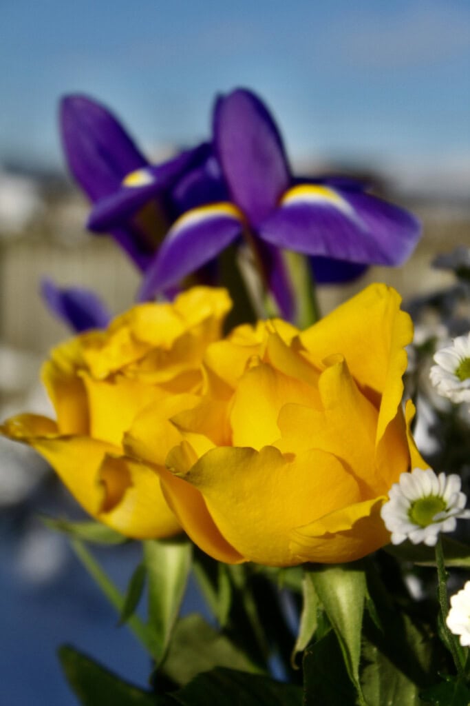 Yellow Roses