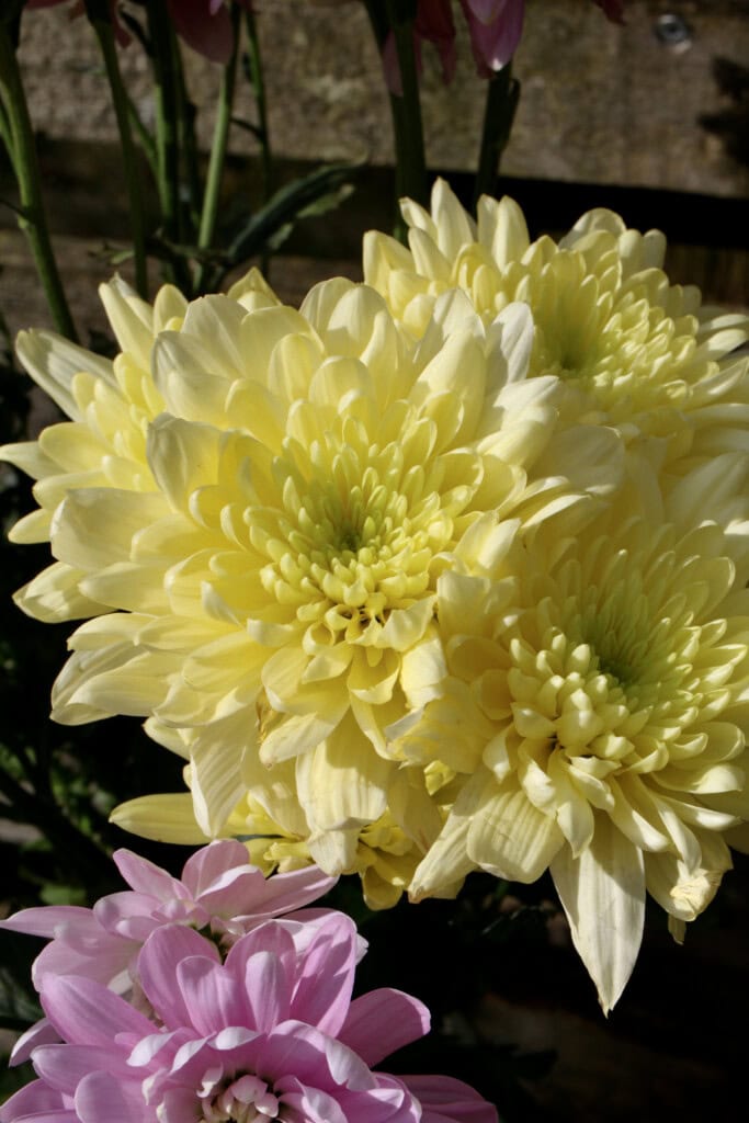 Yellow Chrysanths